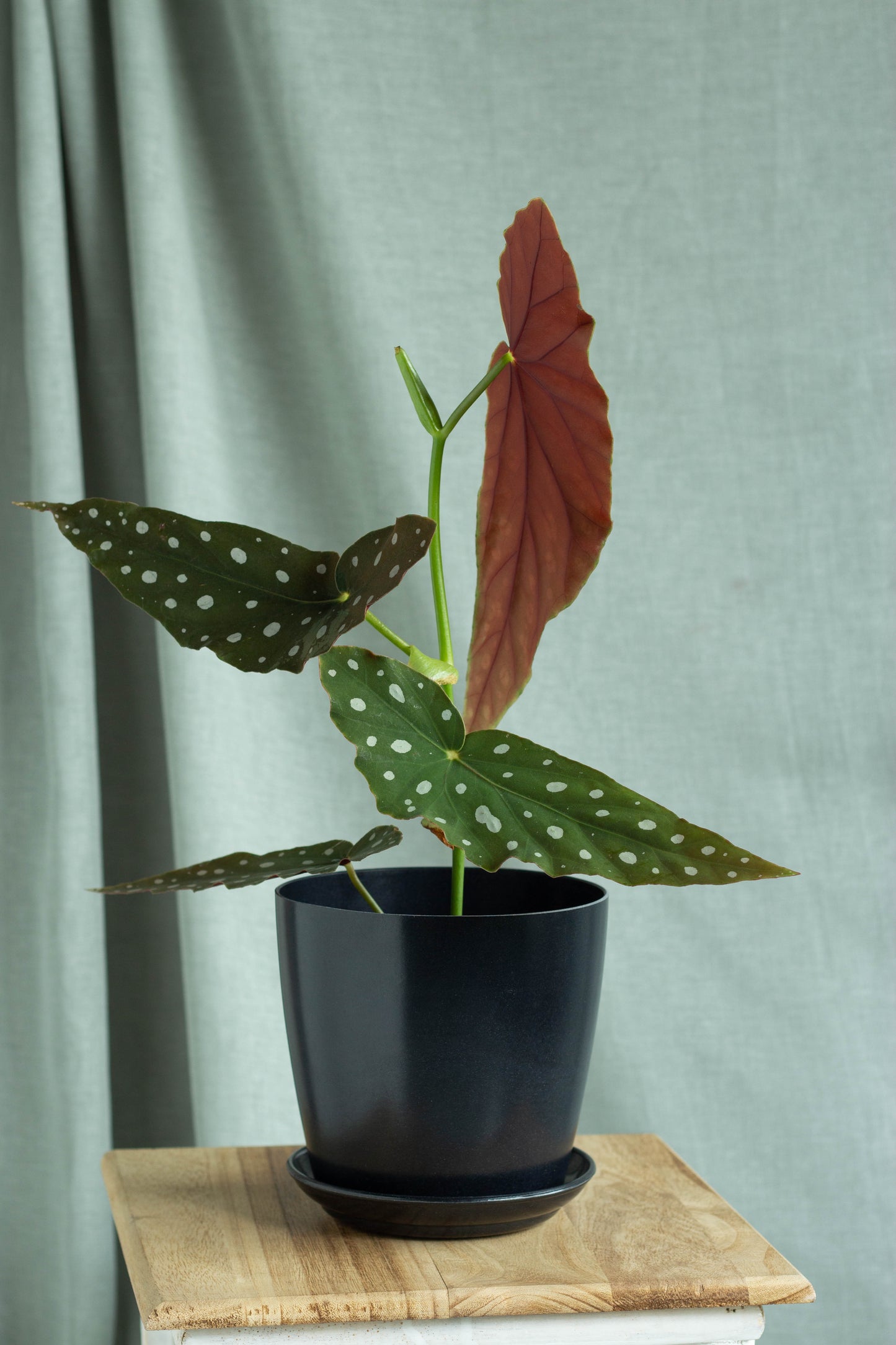Begonia Maculata