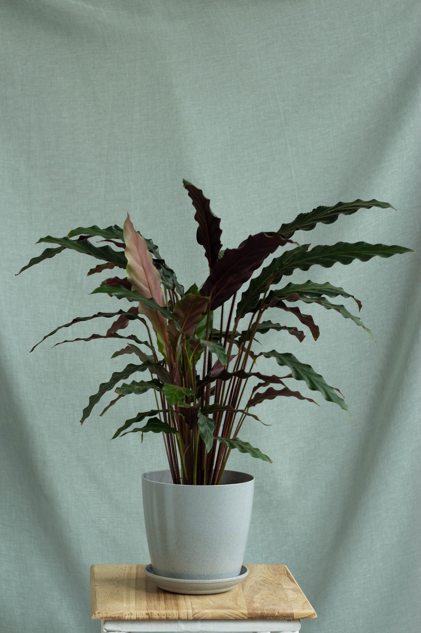 Calathea Wavestar
