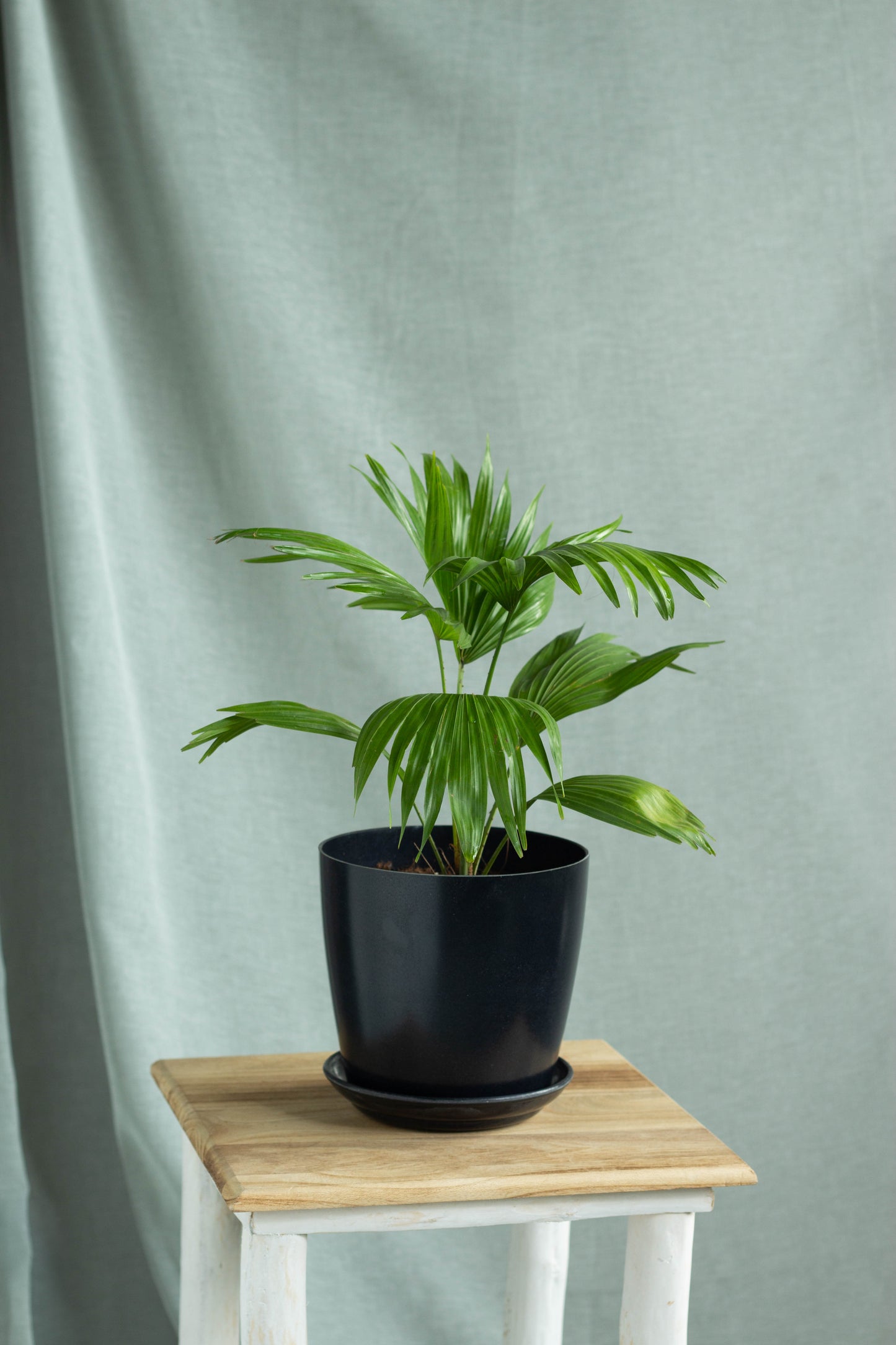 Chinese Fan Palm