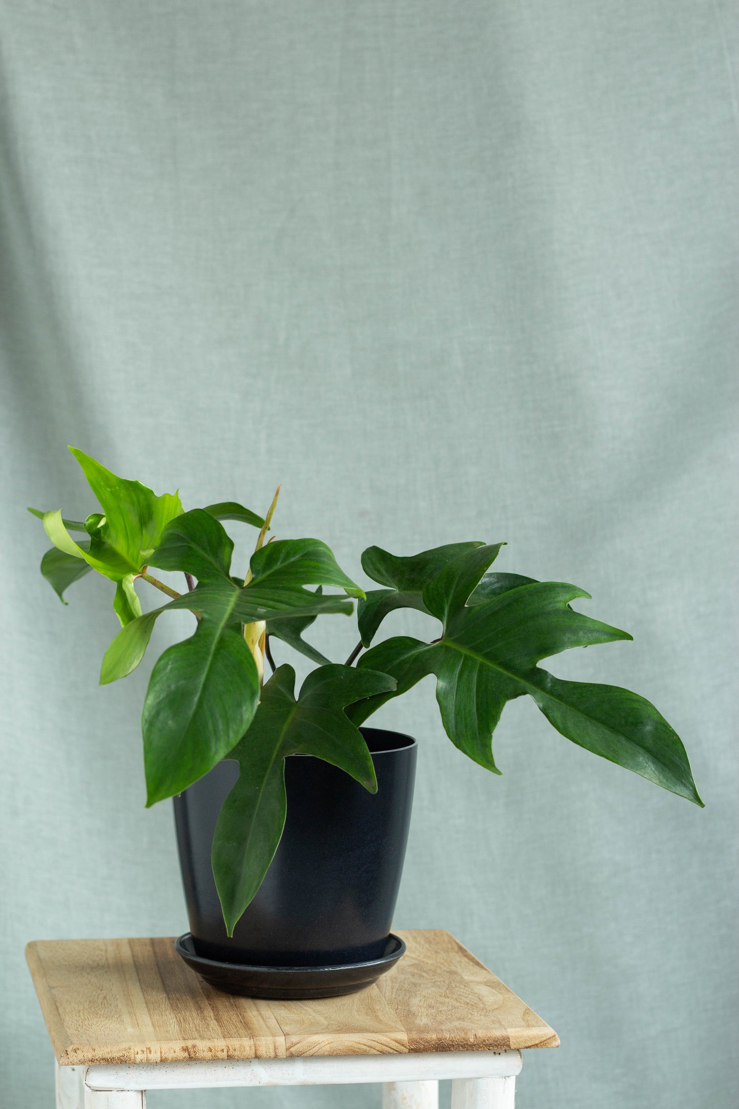 Philodendron Florida Green