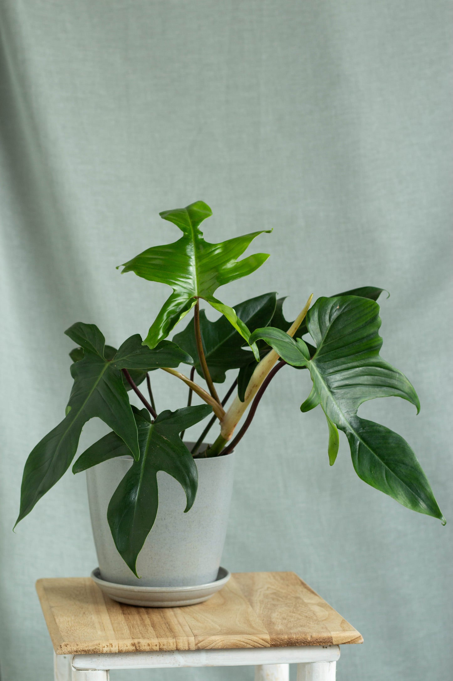 Philodendron Florida Green