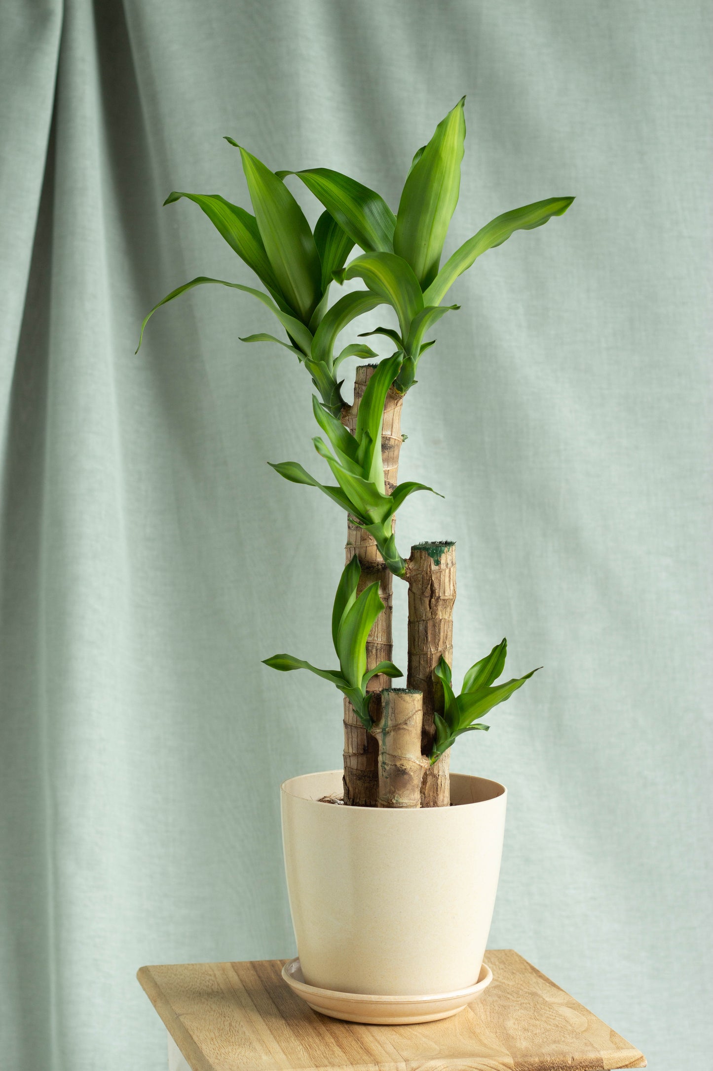 Dracaena Fragans Cane