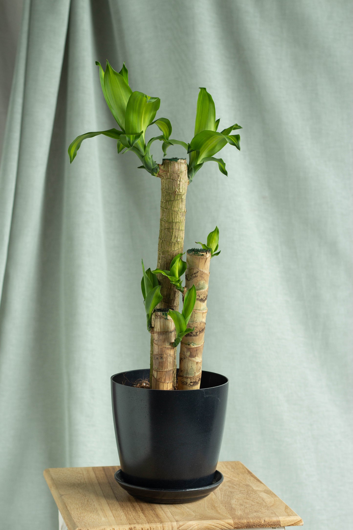Dracaena Fragans Cane