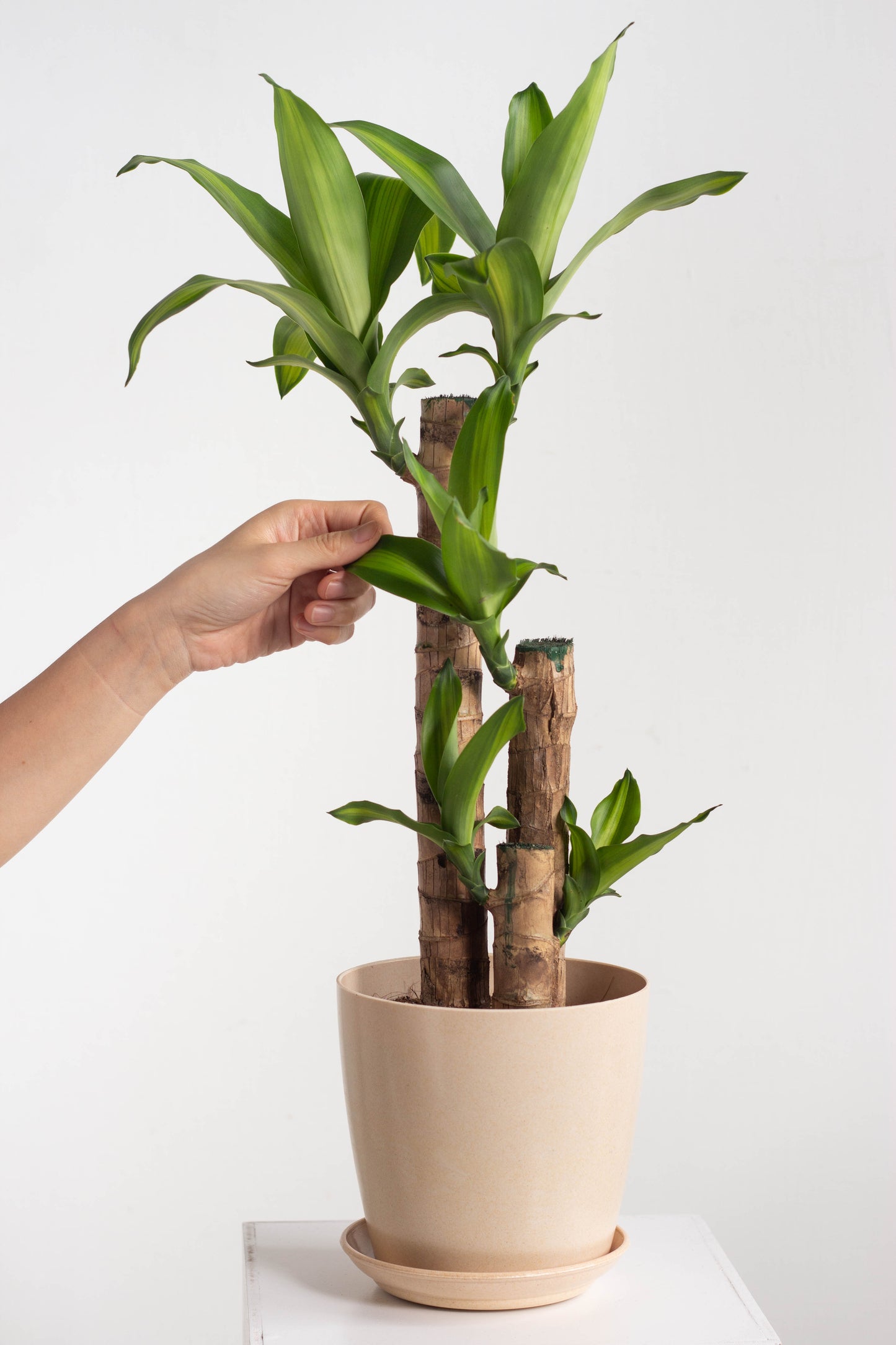 Dracaena Fragans Cane