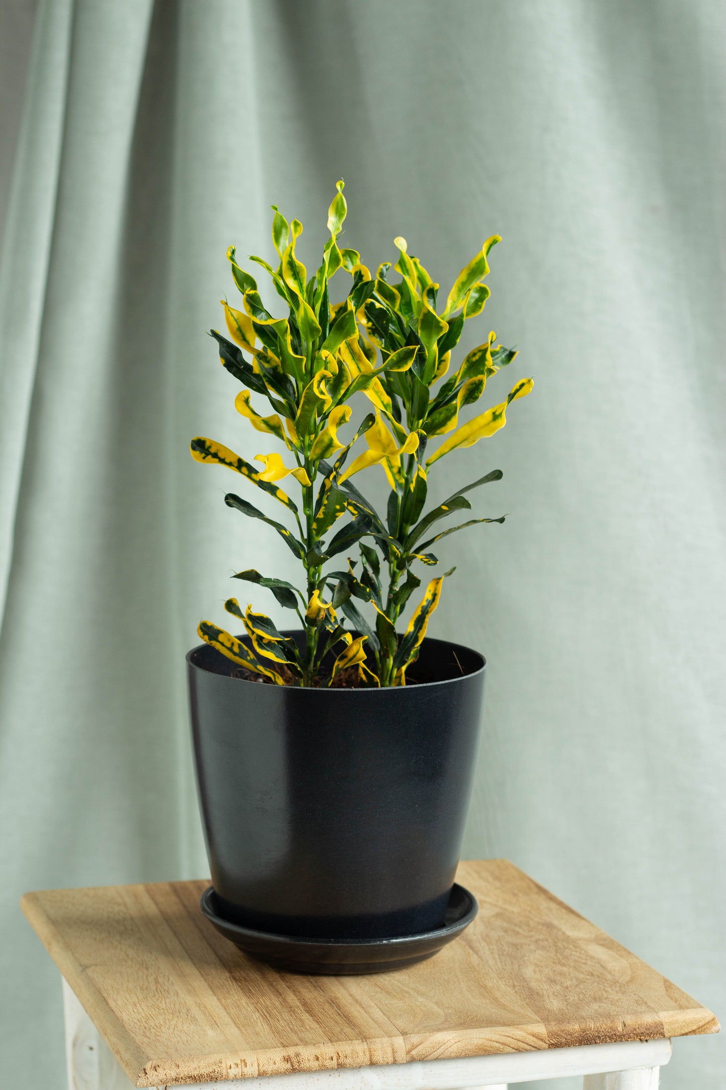 Croton Yellow Banana