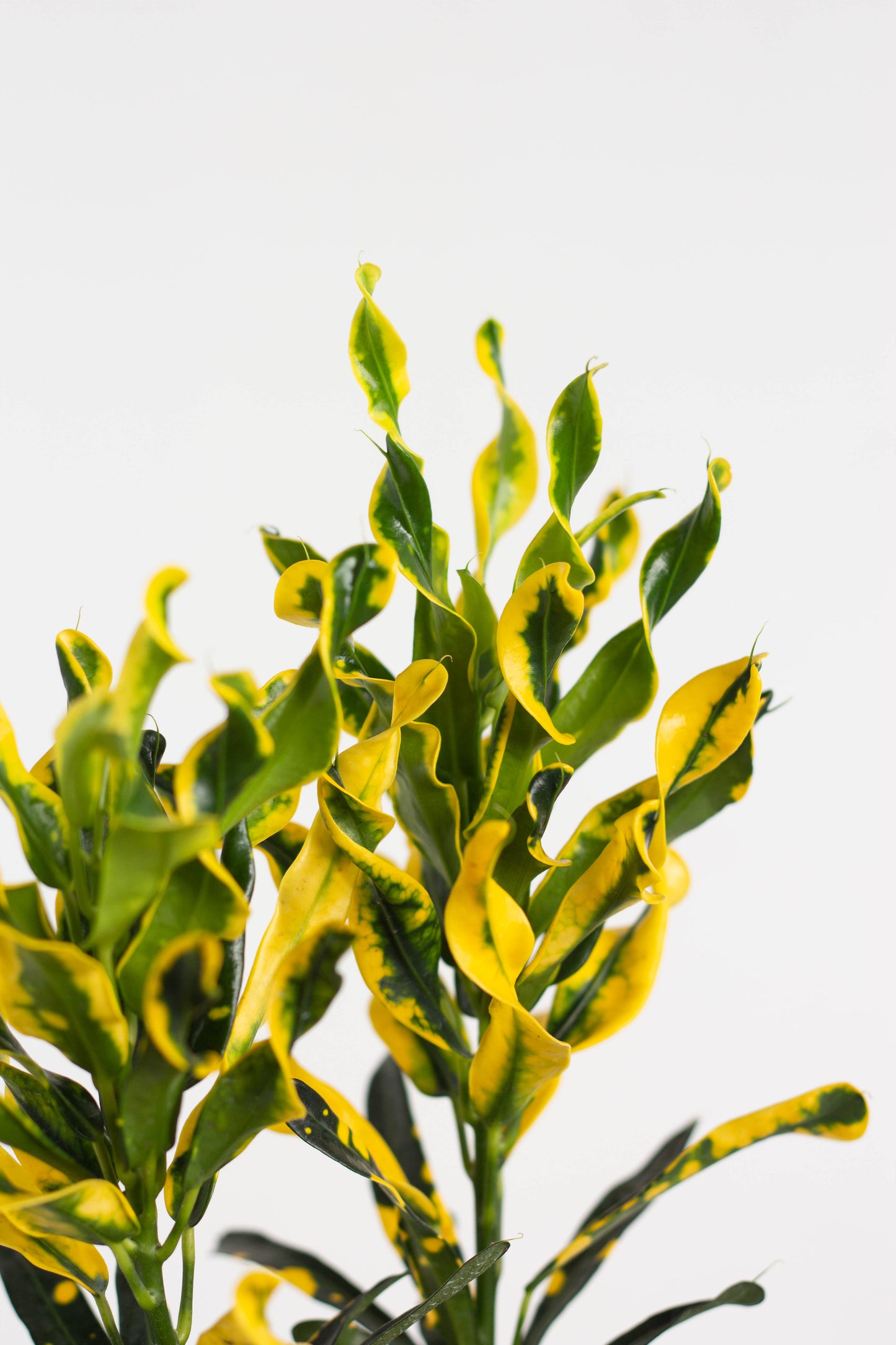 Croton Yellow Banana