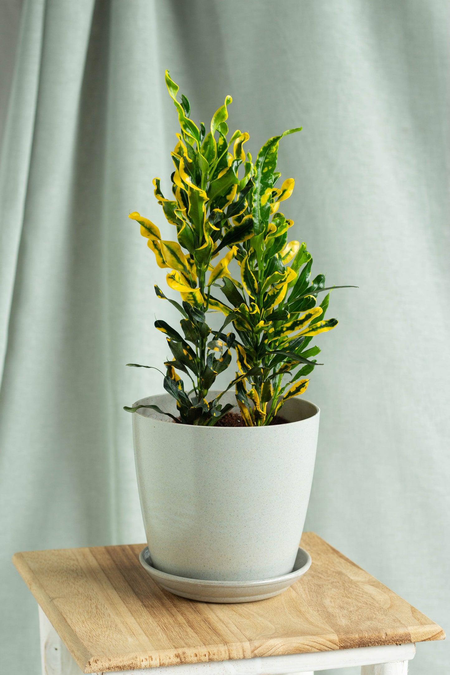 Croton Yellow Banana
