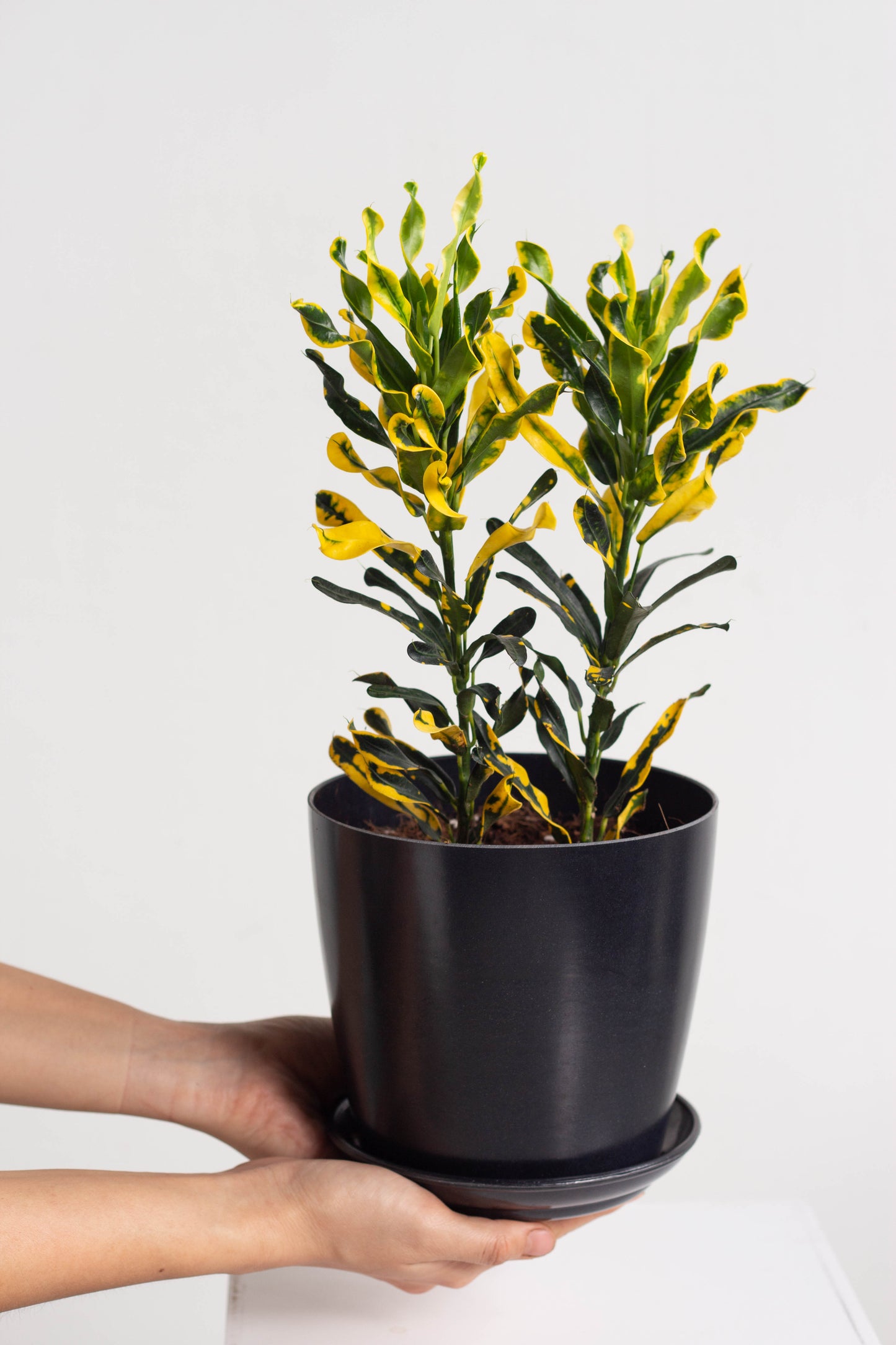 Croton Yellow Banana
