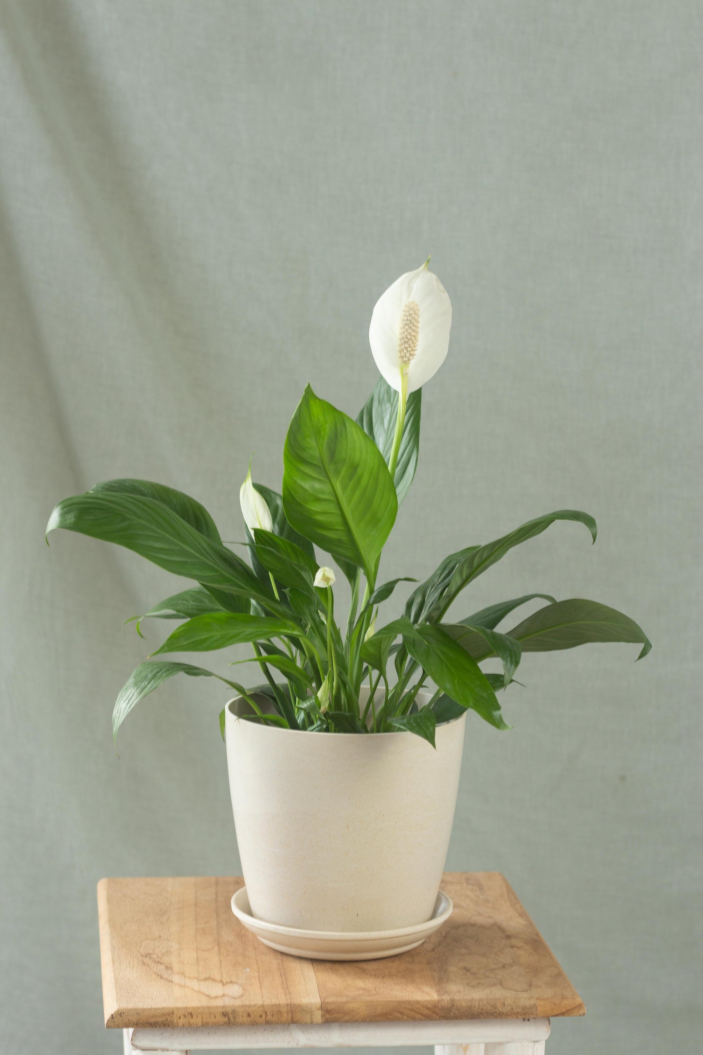 Peace Lily
