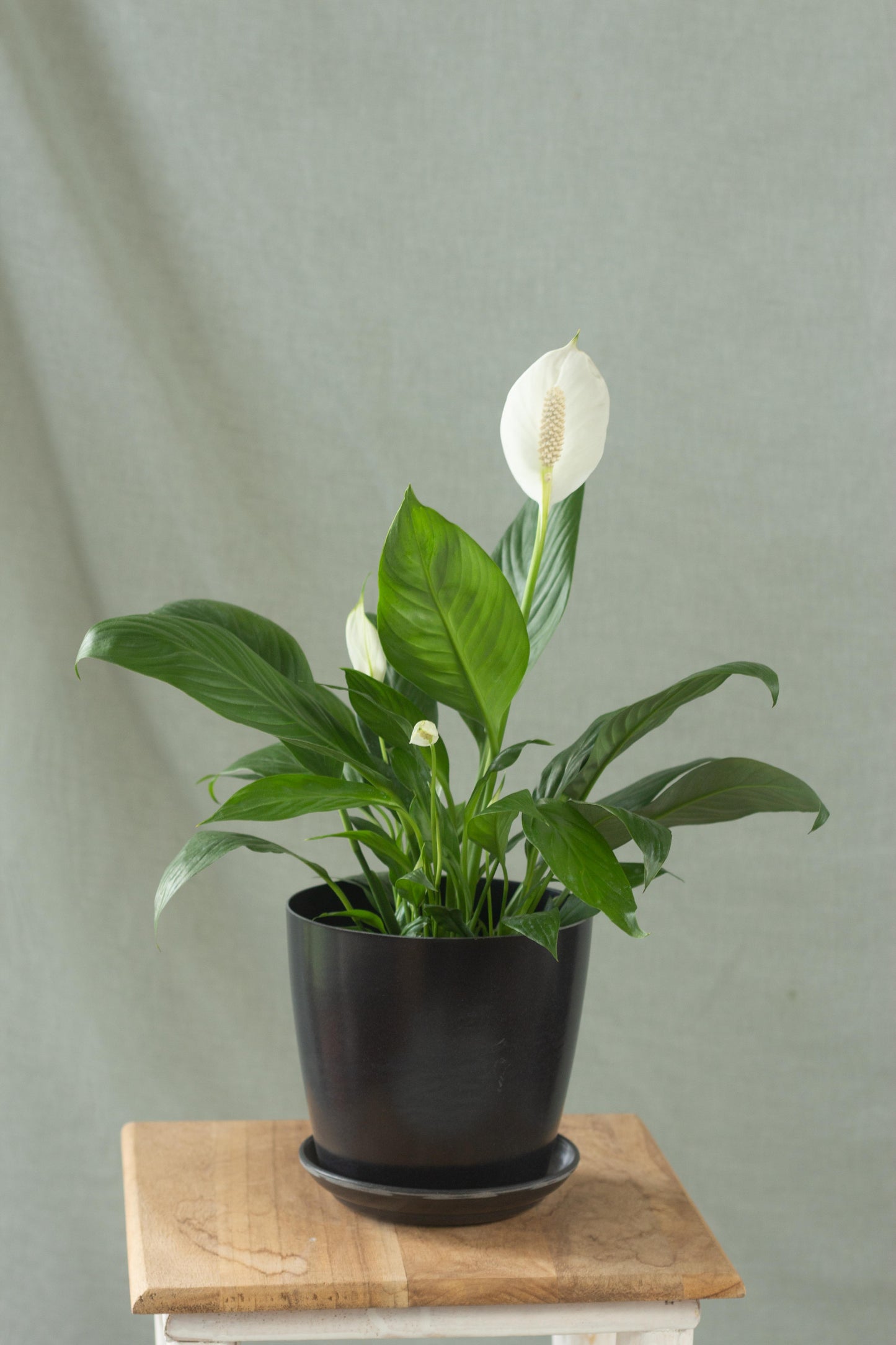 Peace Lily