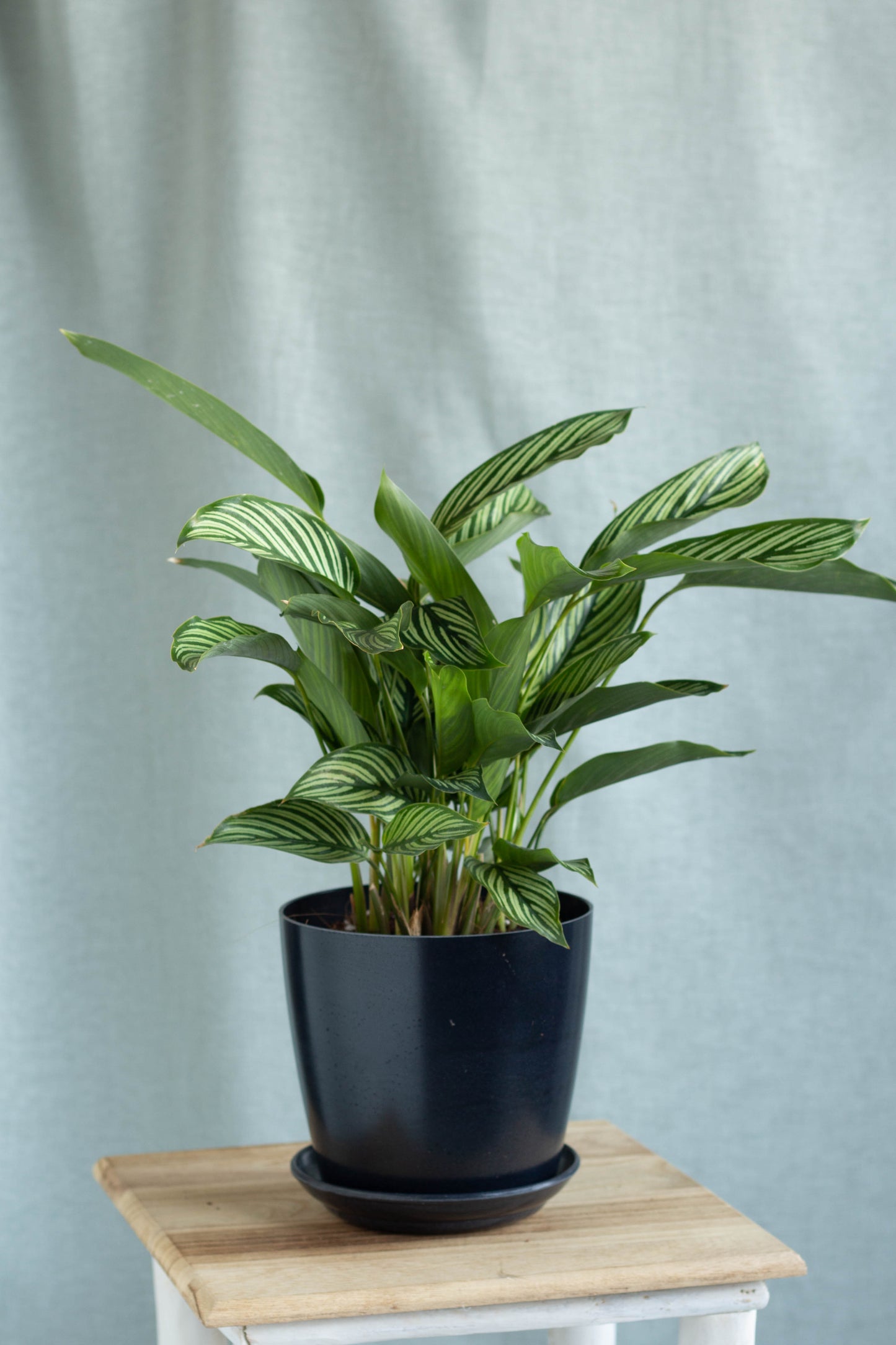 Calathea White Line