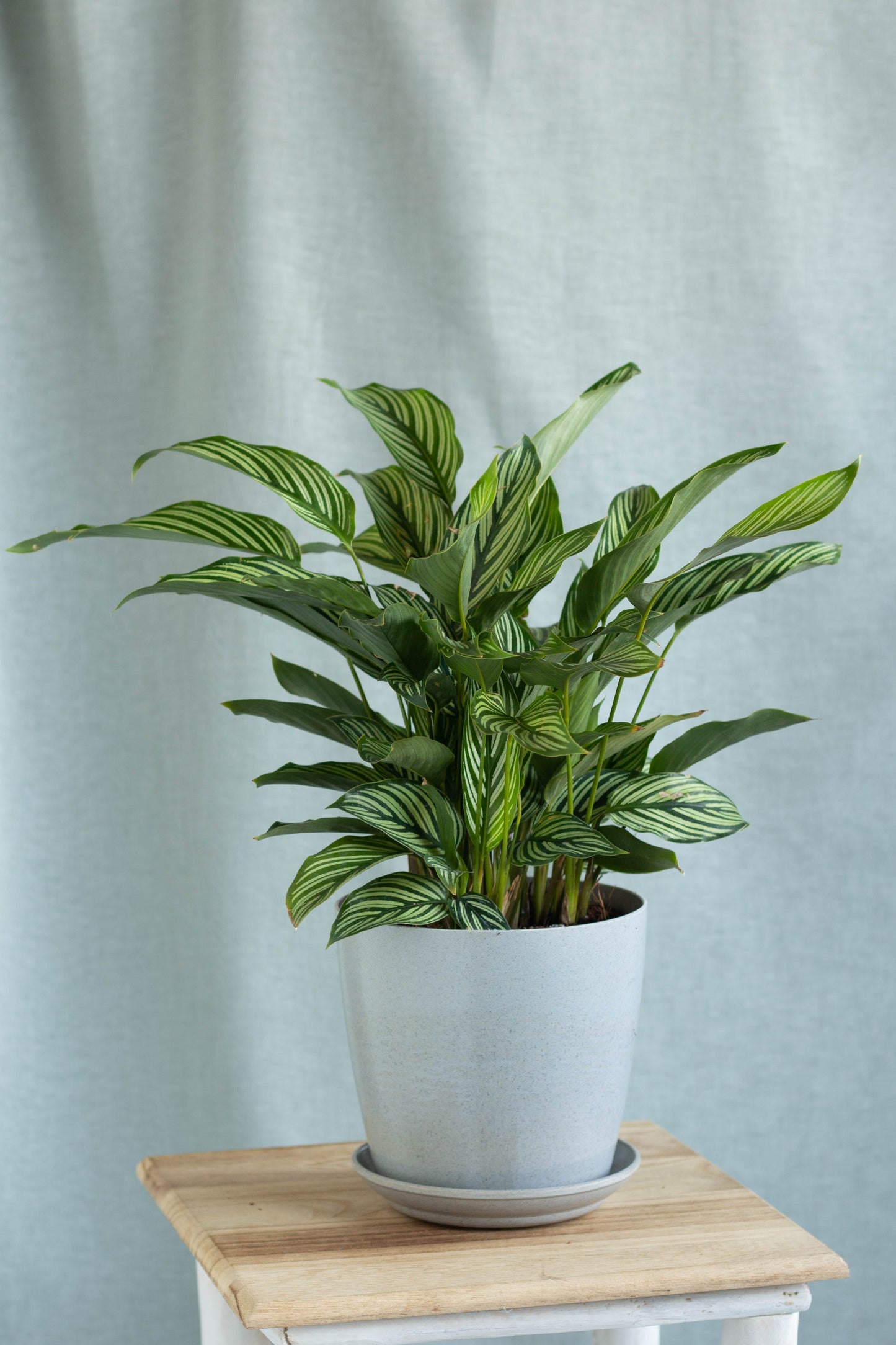 Calathea White Line