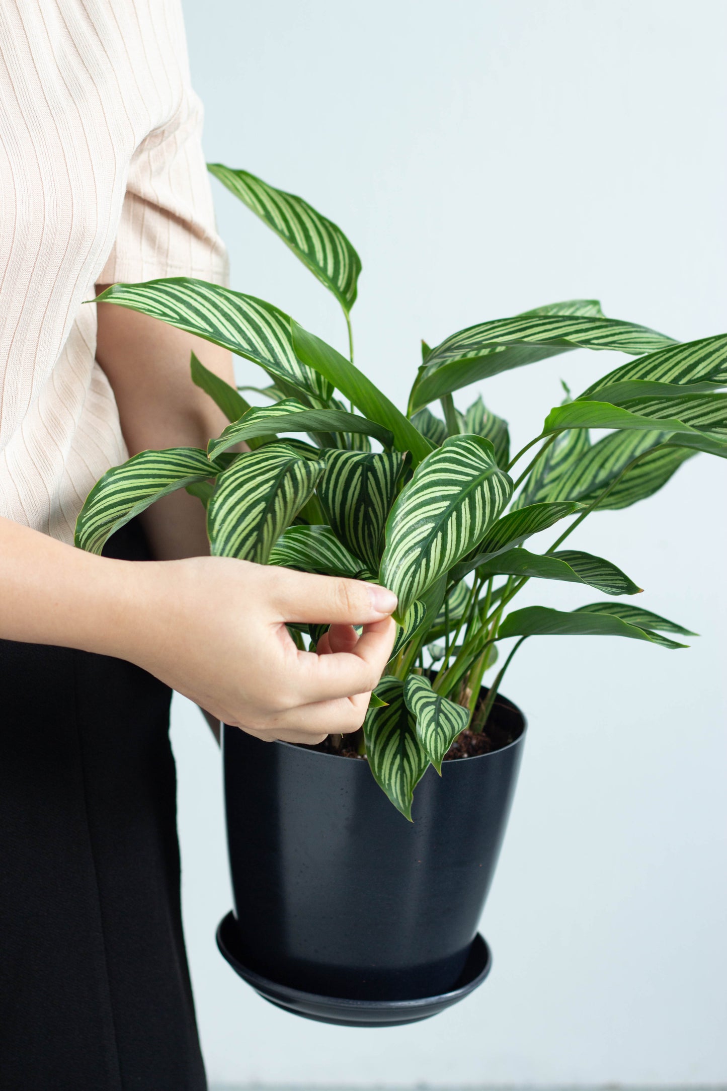 Calathea White Line