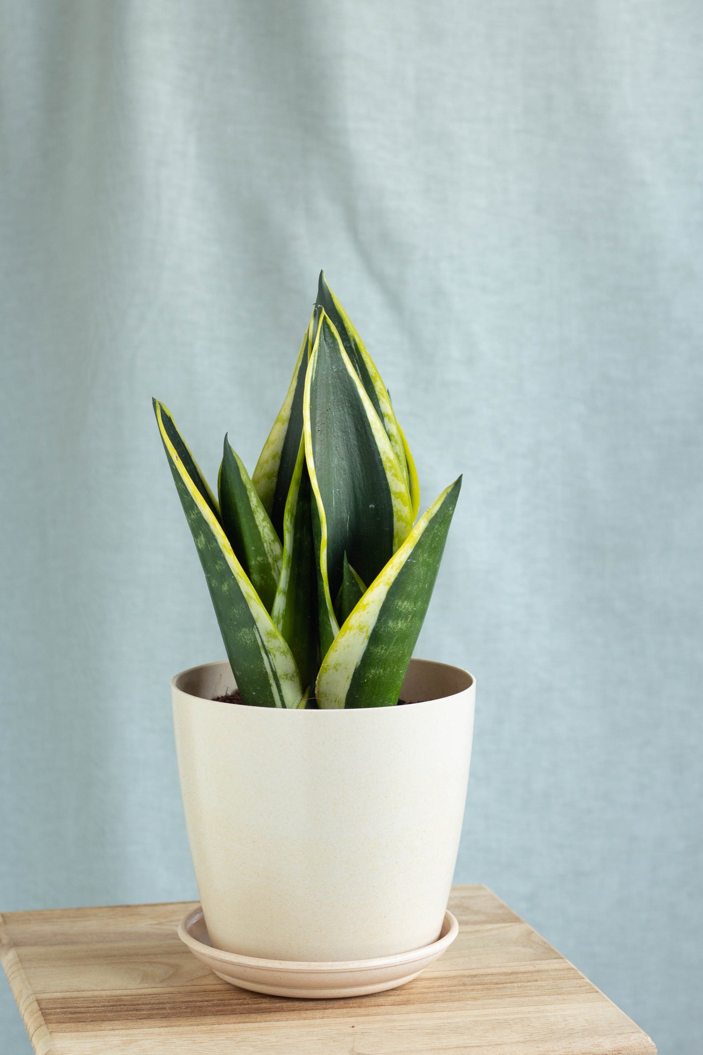 Sansevieria Laurentii King