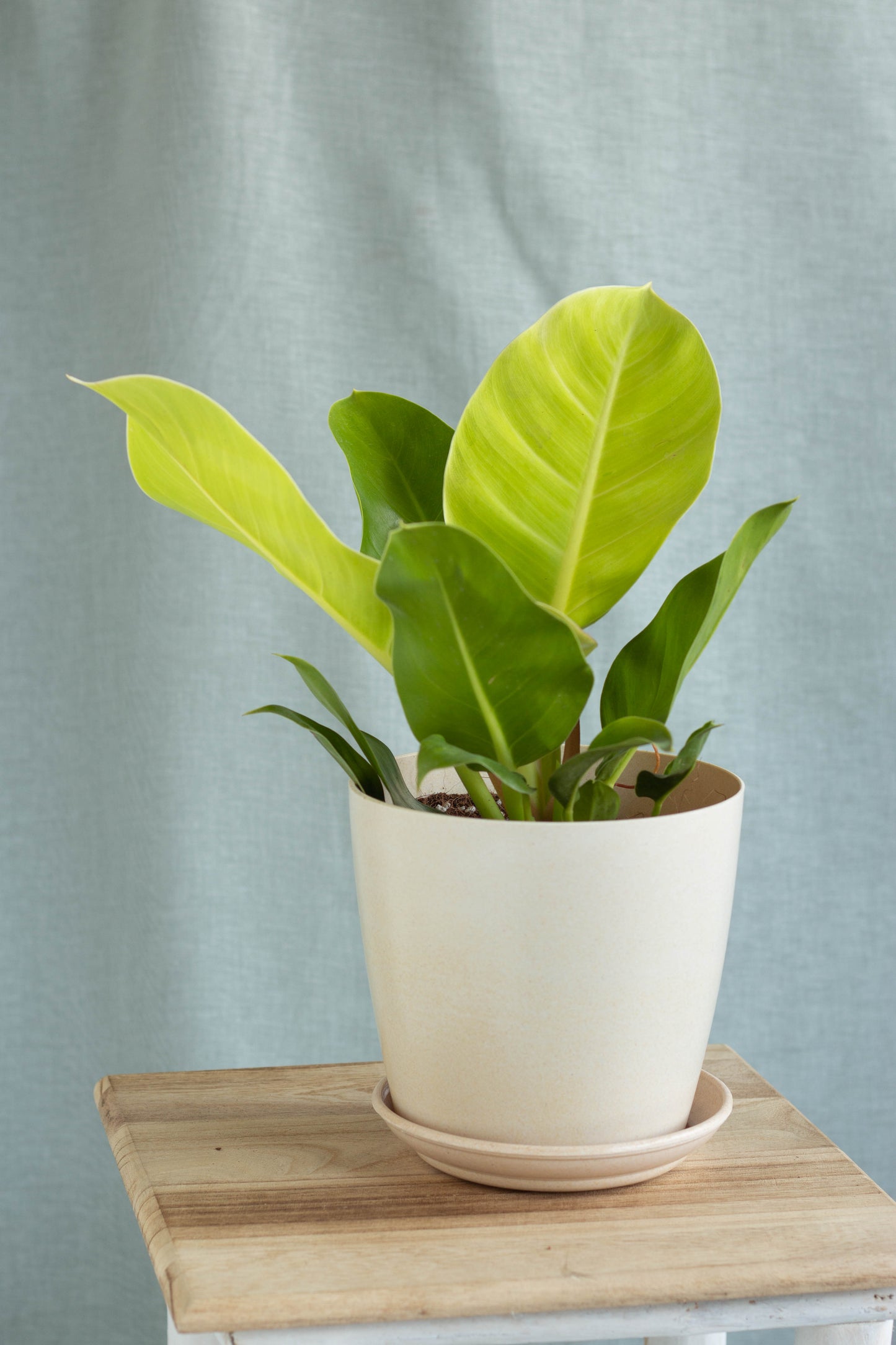 Philodendron Moonlight