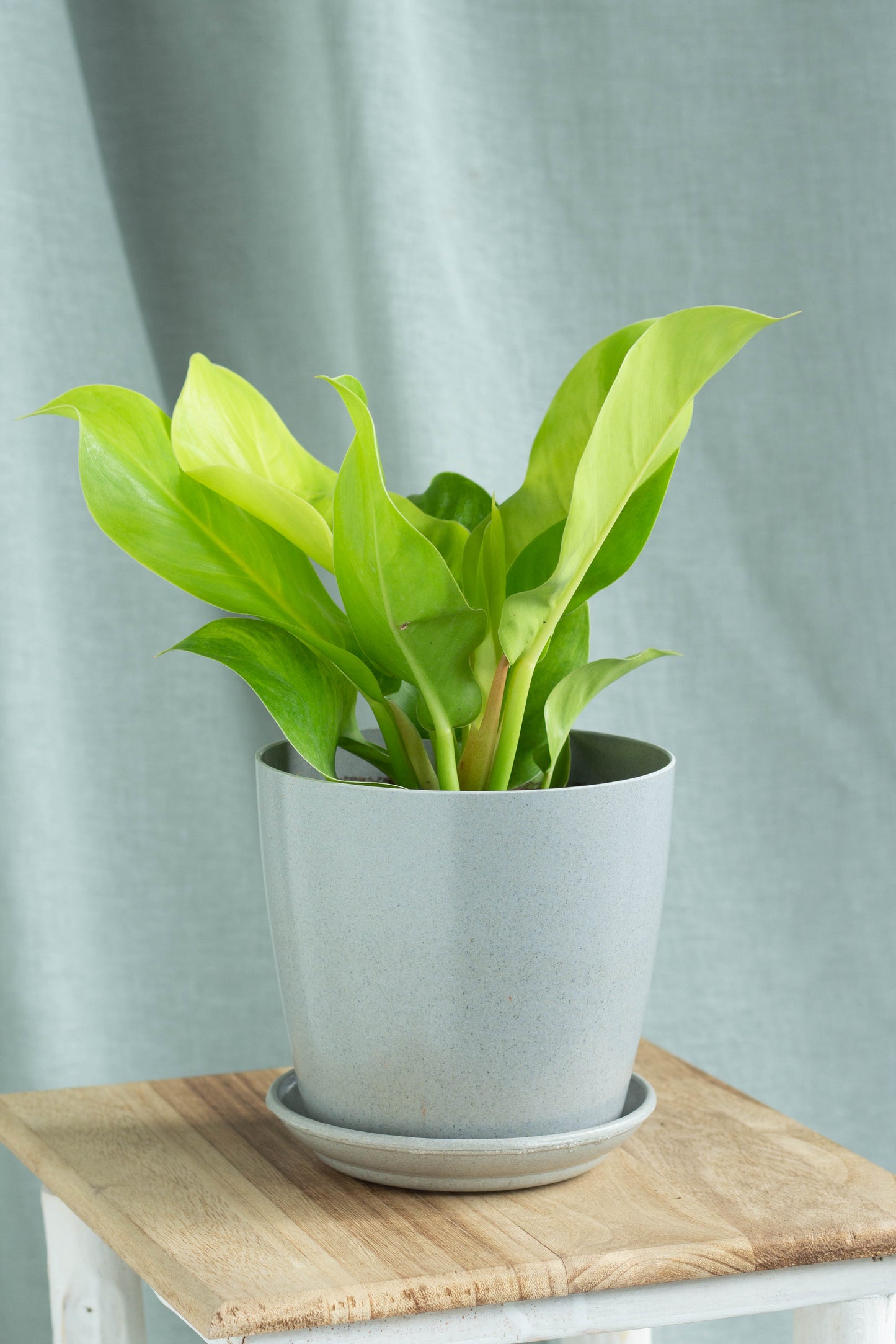 Philodendron Moonlight