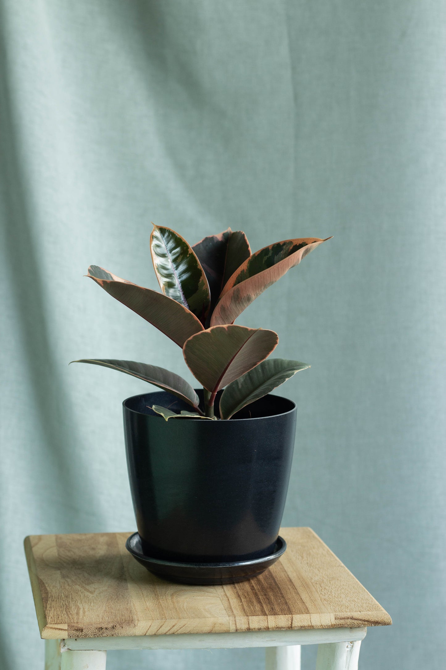 Ruby Rubber Plant