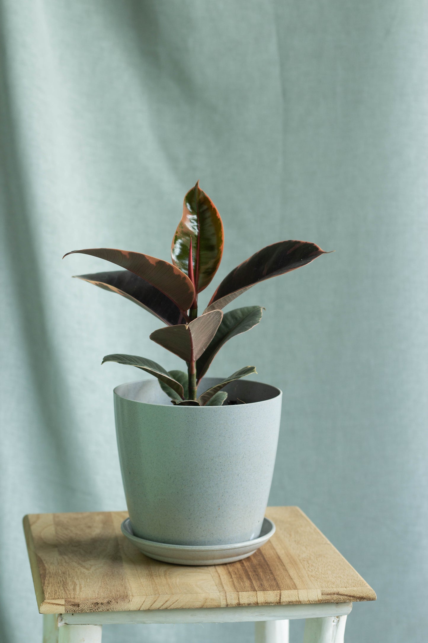 Ruby Rubber Plant