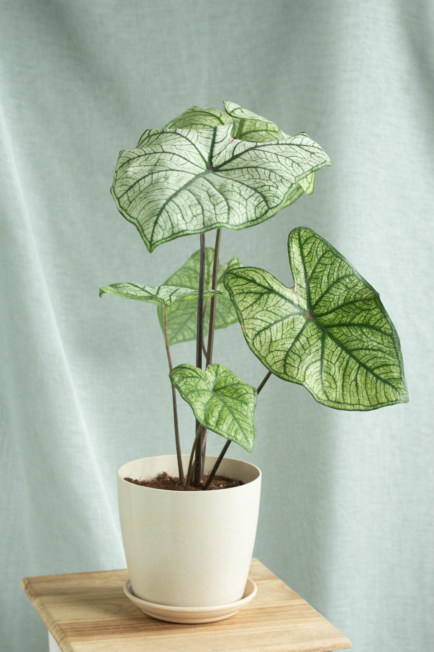 Caladium White Christmas