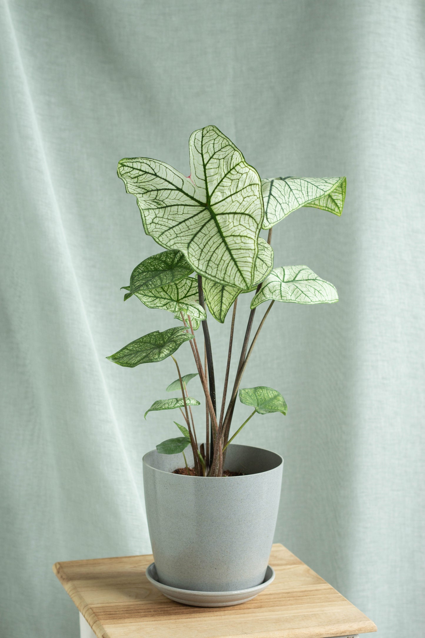 Caladium White Christmas