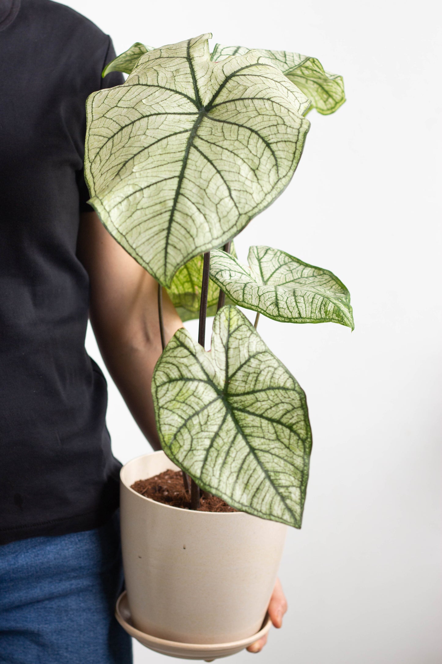 Caladium White Christmas