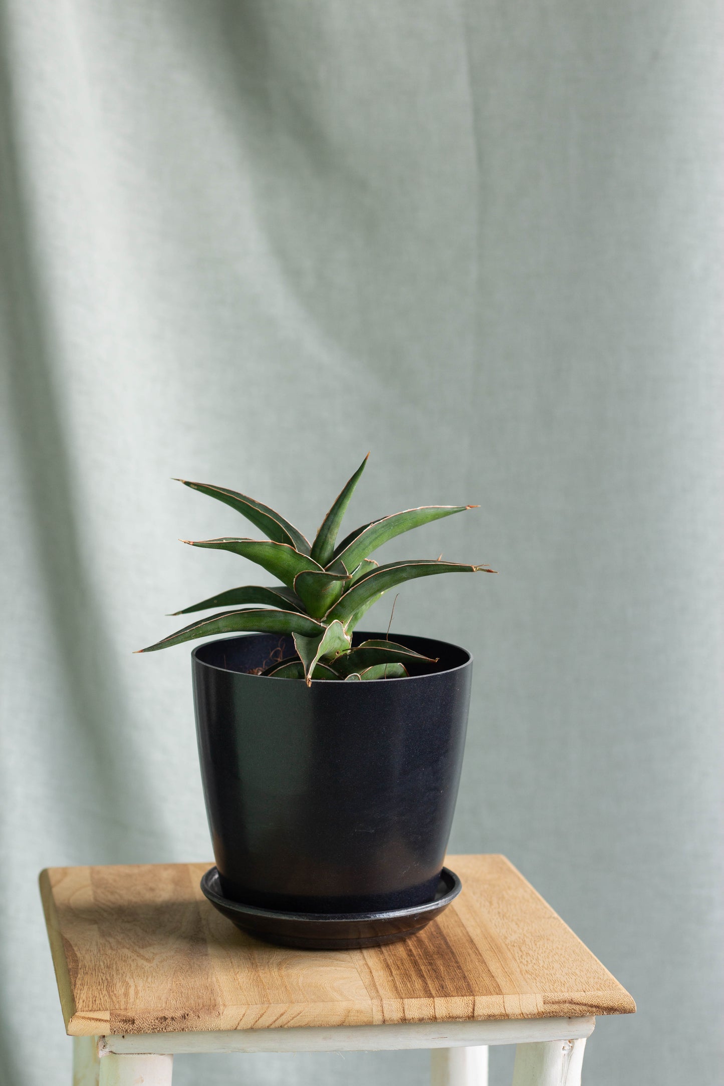 Sansevieria Samurai