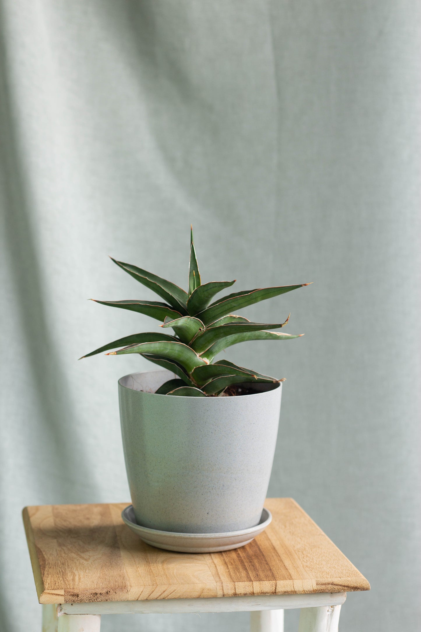 Sansevieria Samurai