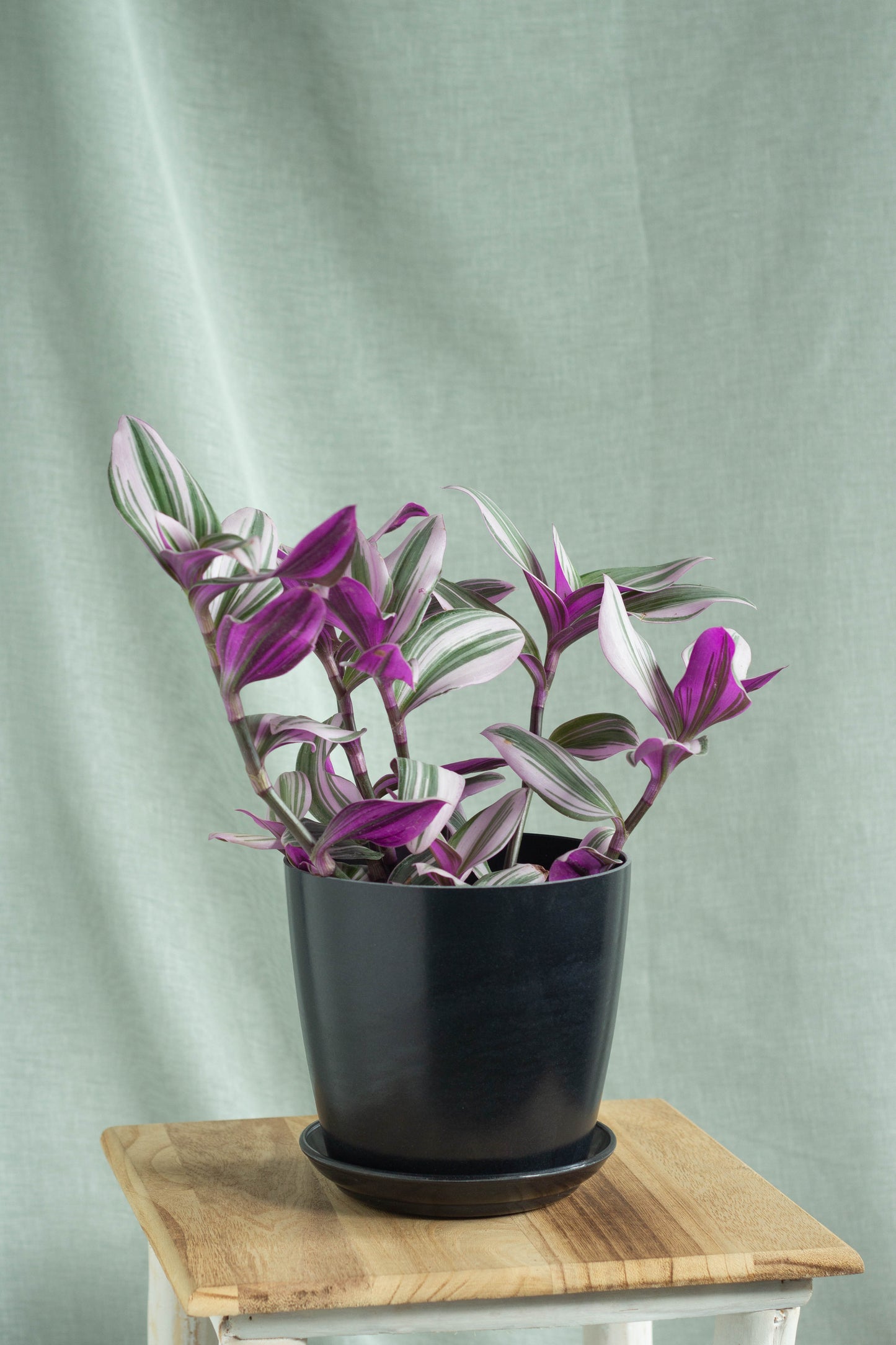 Tradescantia Nanouk