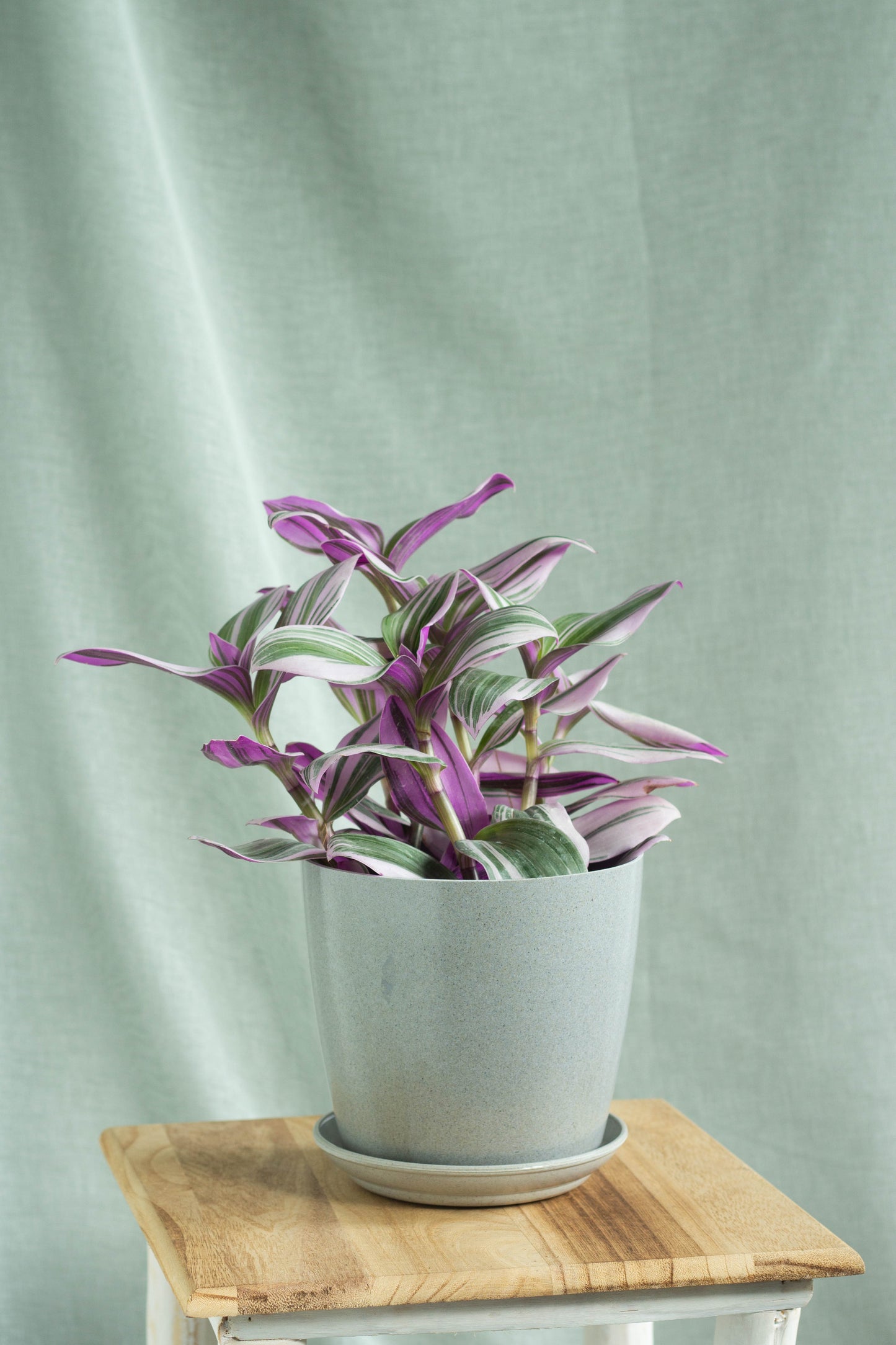 Tradescantia Nanouk