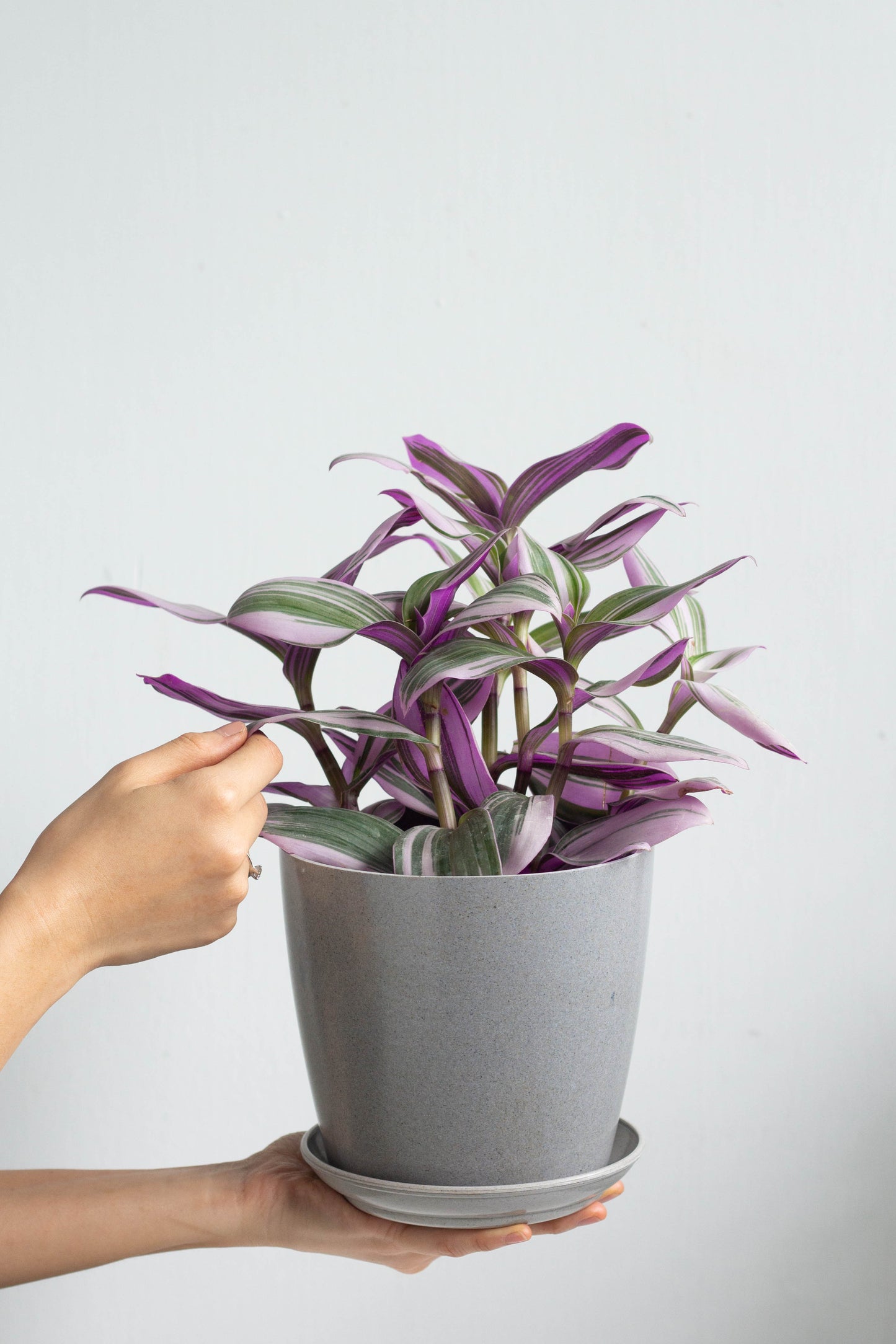 Tradescantia Nanouk