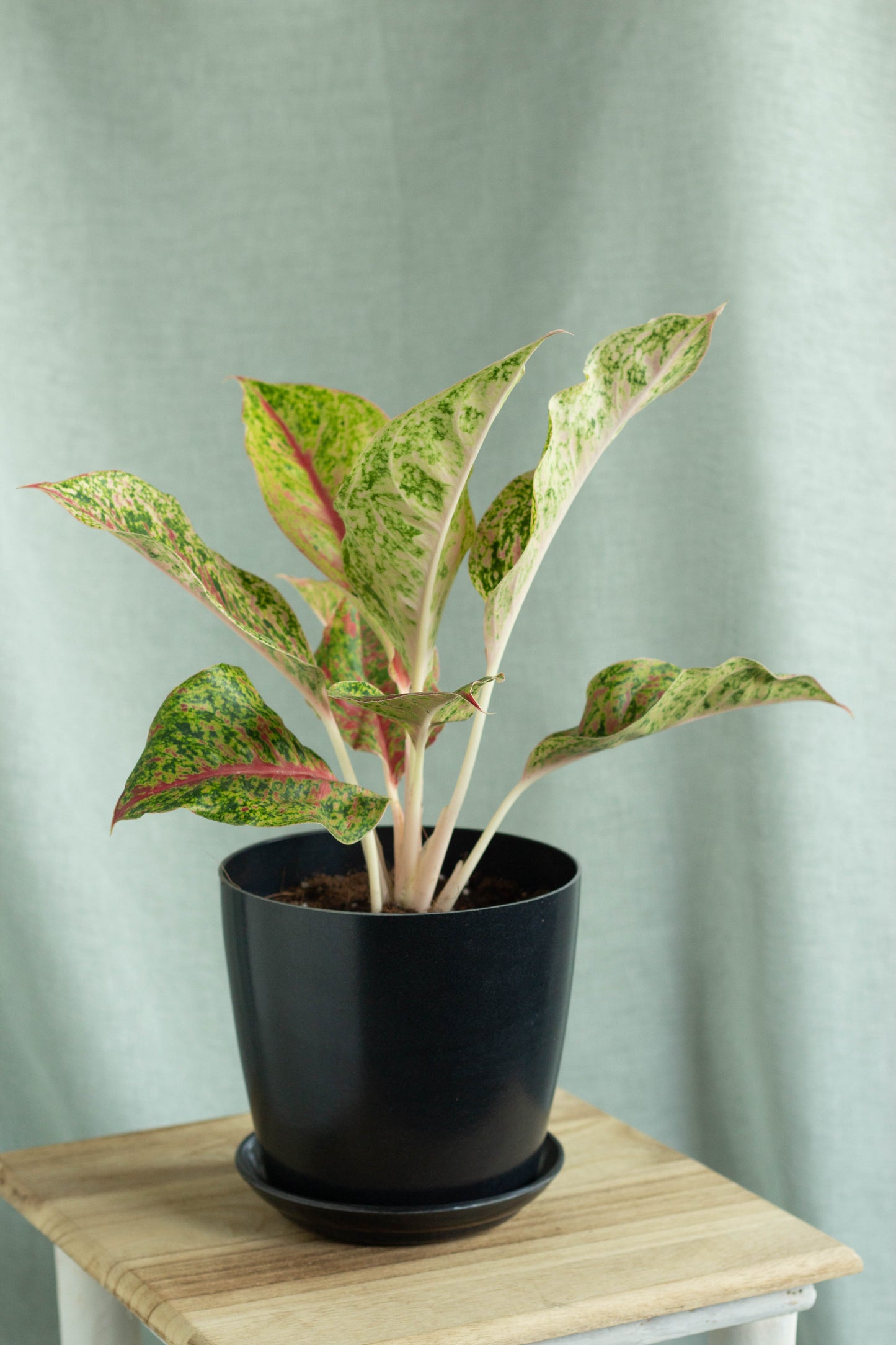 Aglaonema Golden Papaya