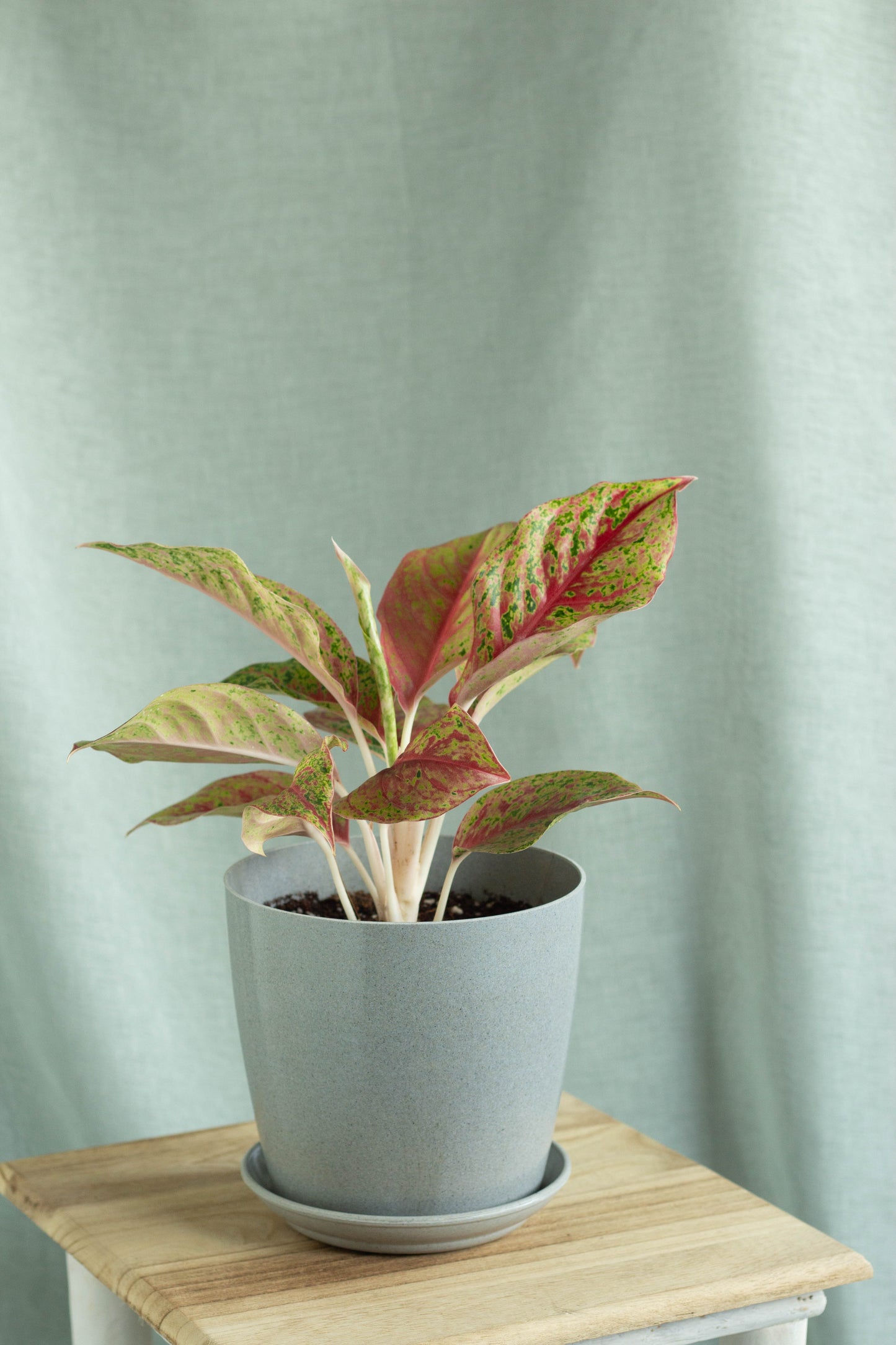 Aglaonema Golden Papaya