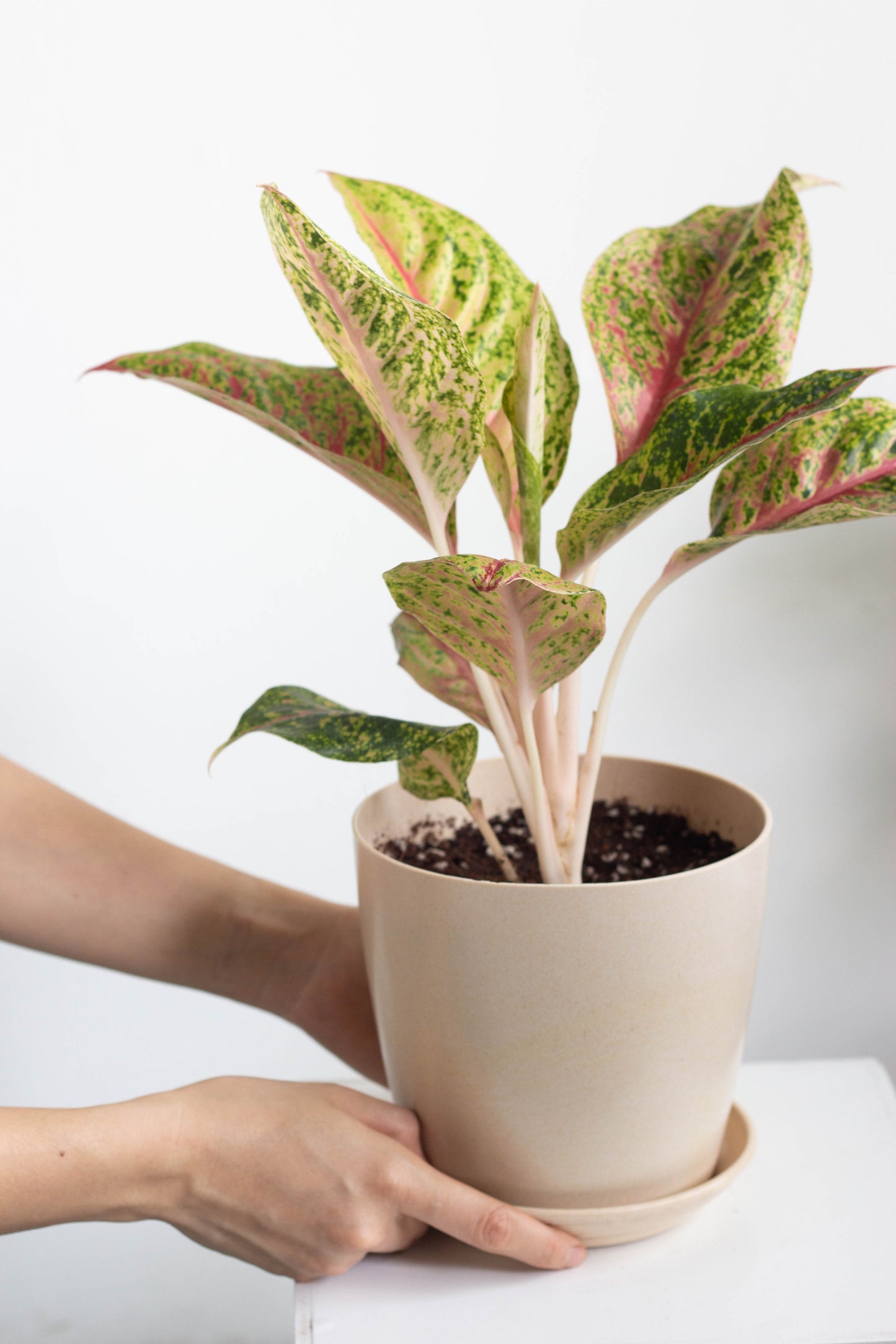 Aglaonema Golden Papaya