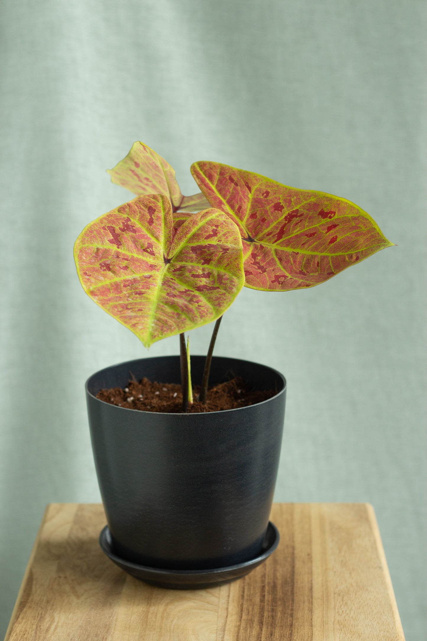 Caladium New Wave