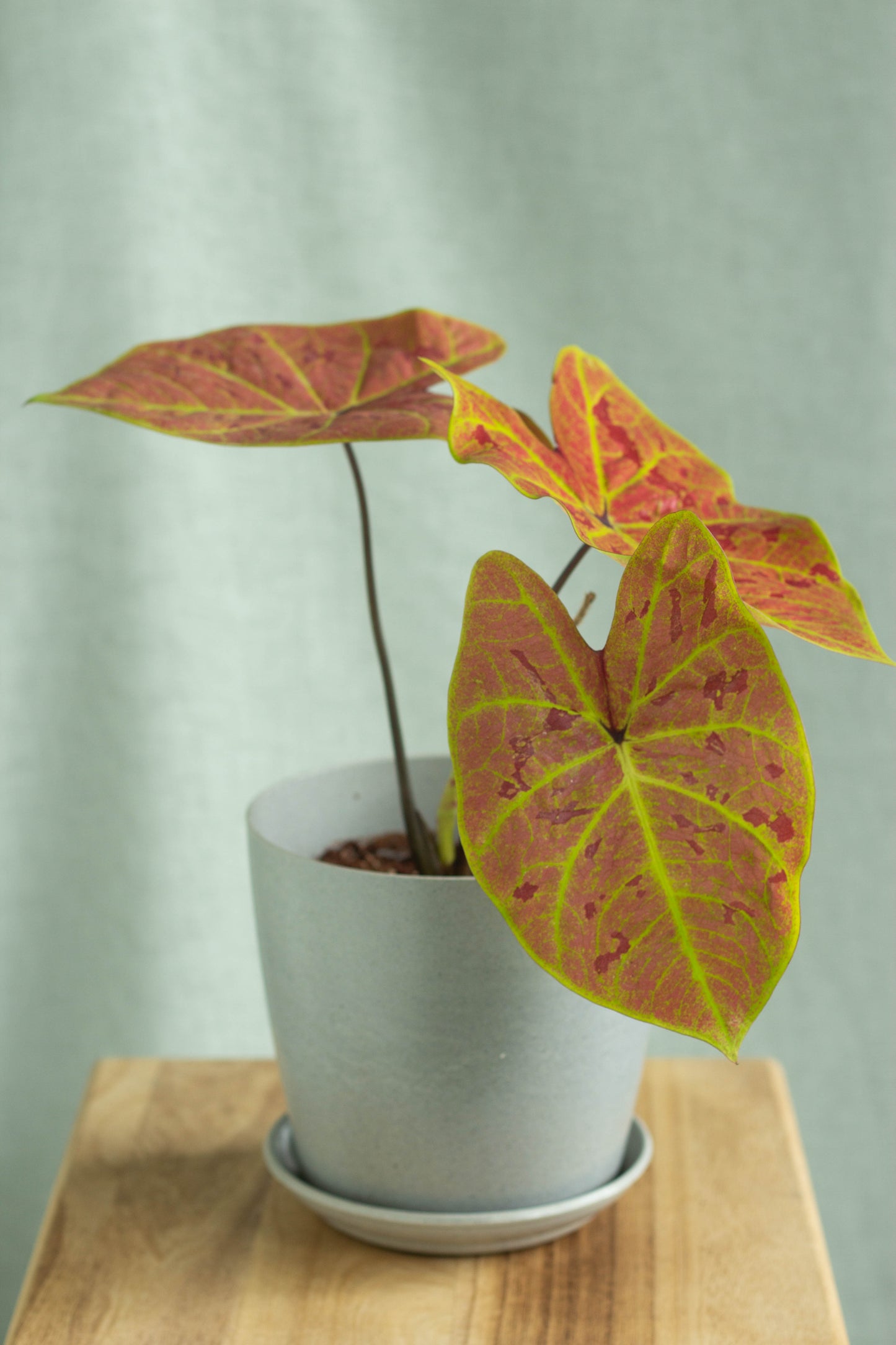 Caladium New Wave