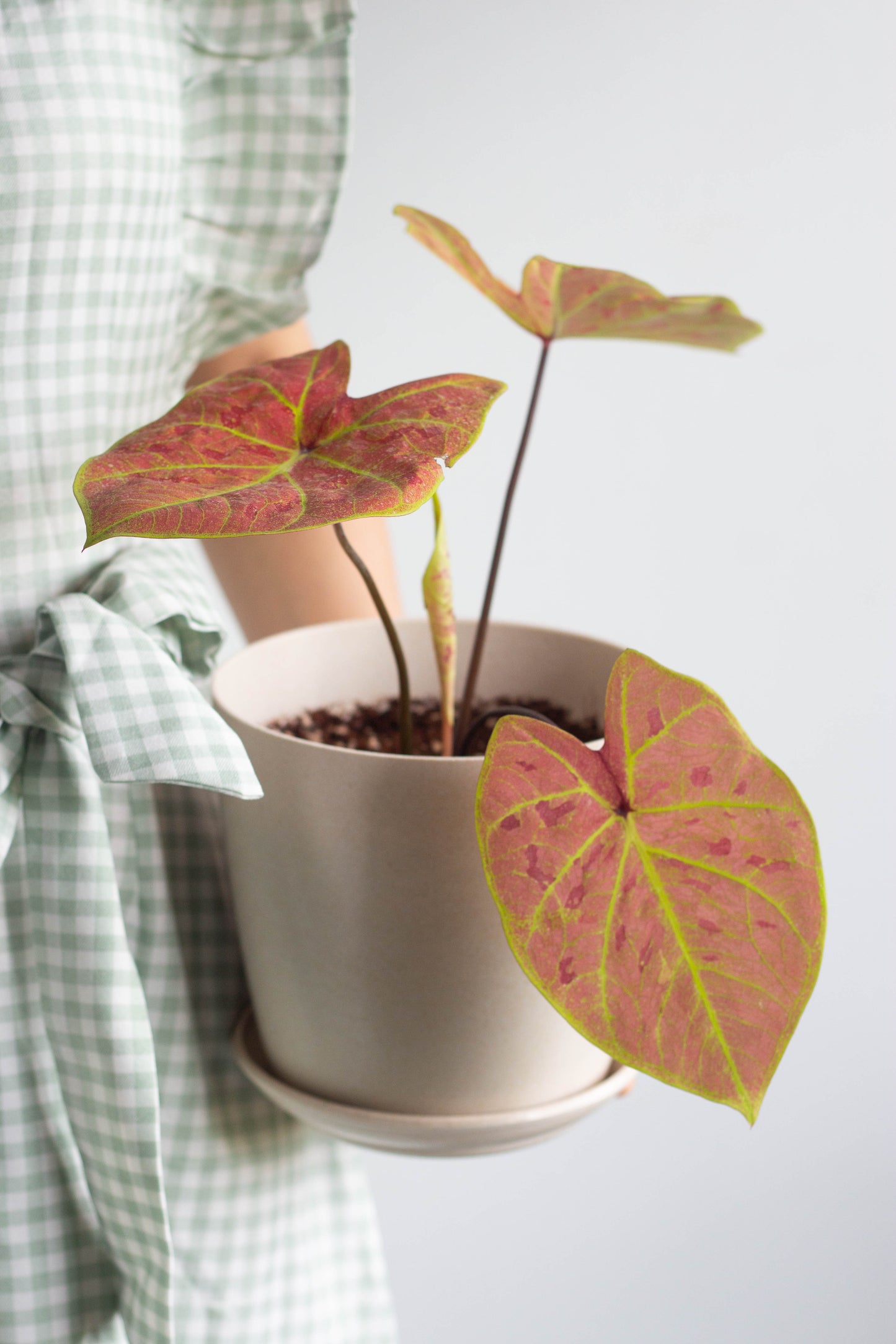 Caladium New Wave