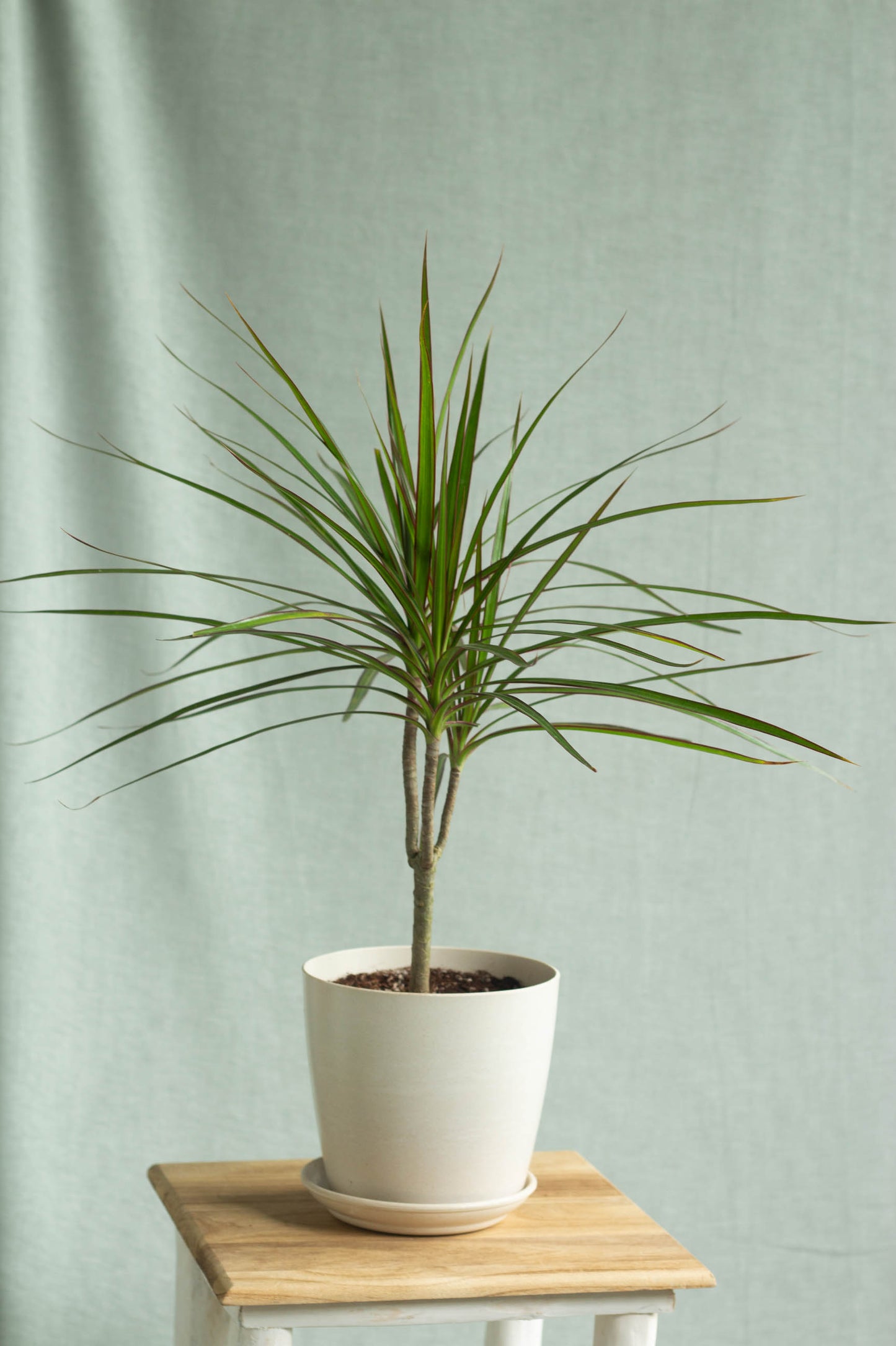 Dracaena Marginata