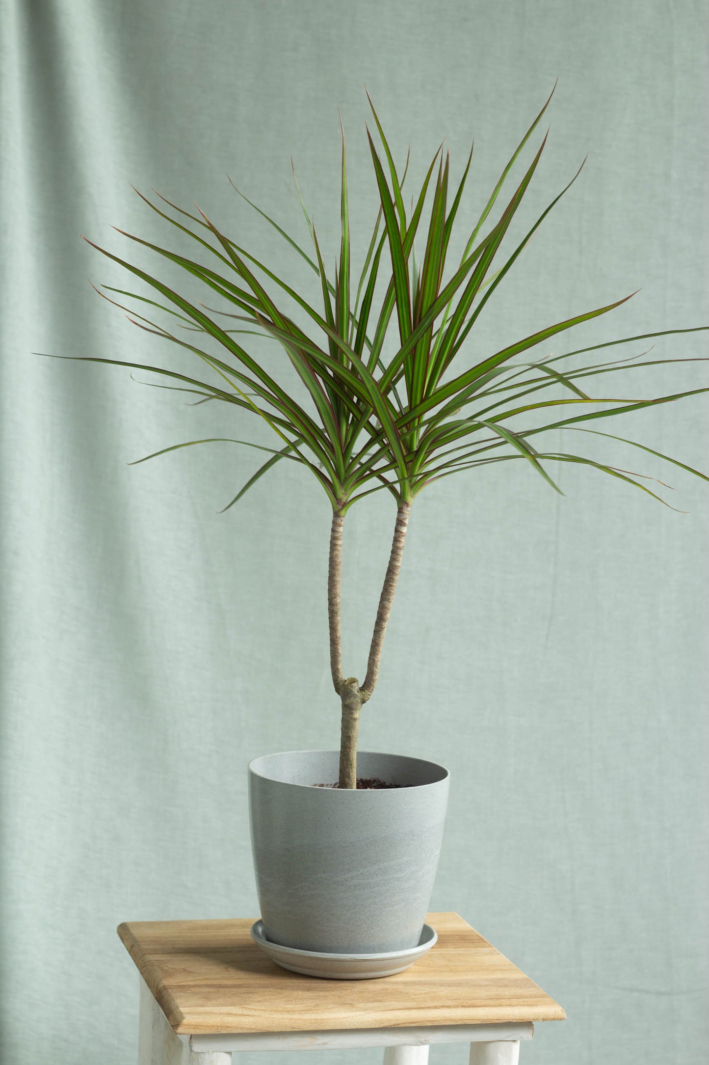 Dracaena Marginata