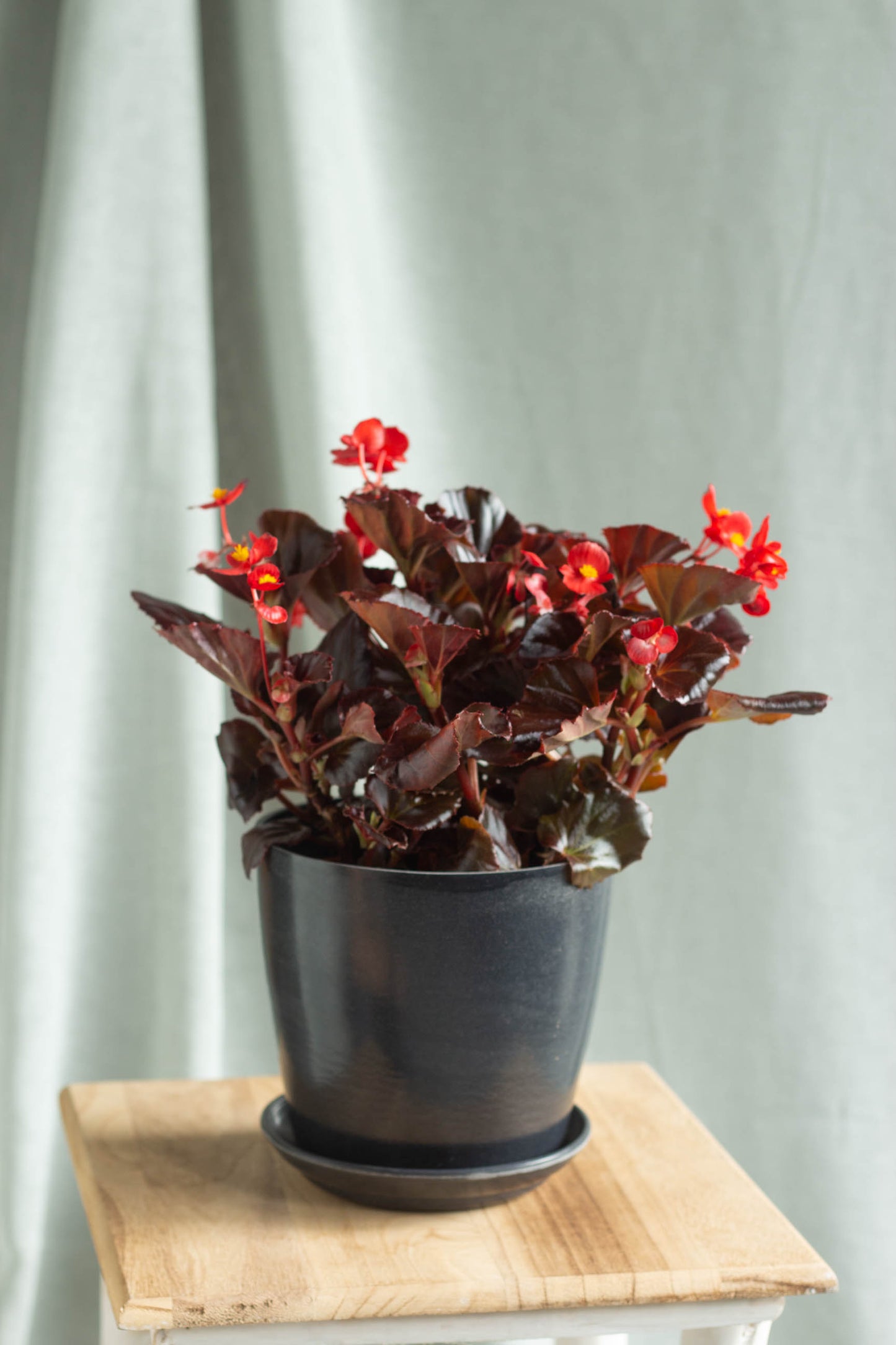 Begonia Viking