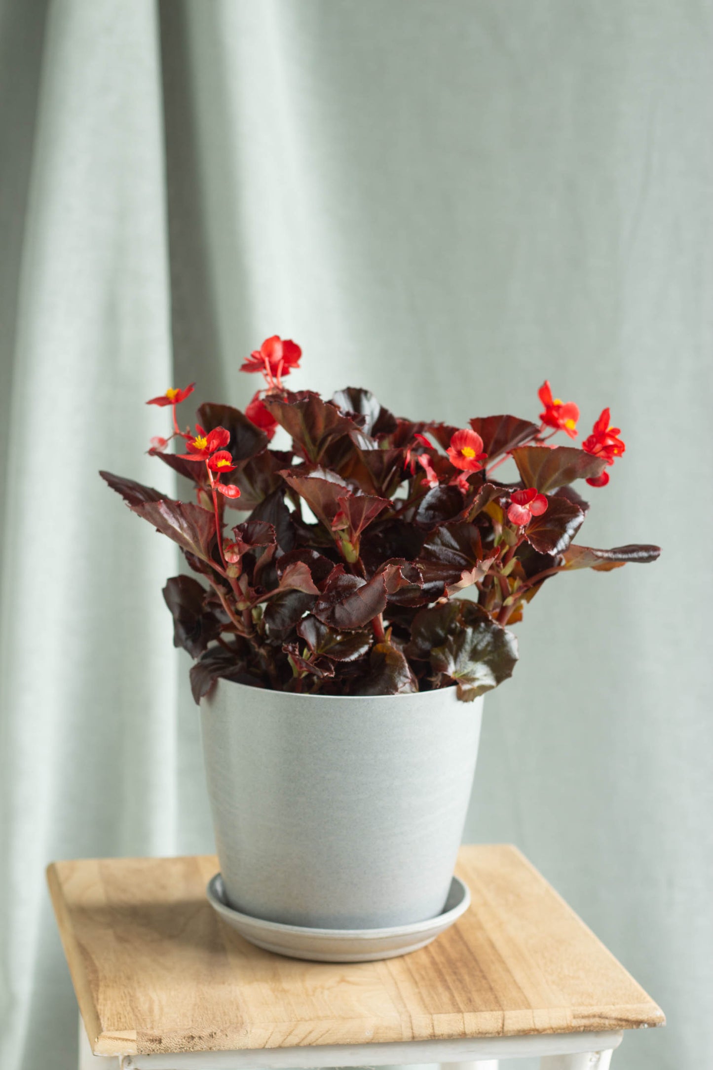Begonia Viking