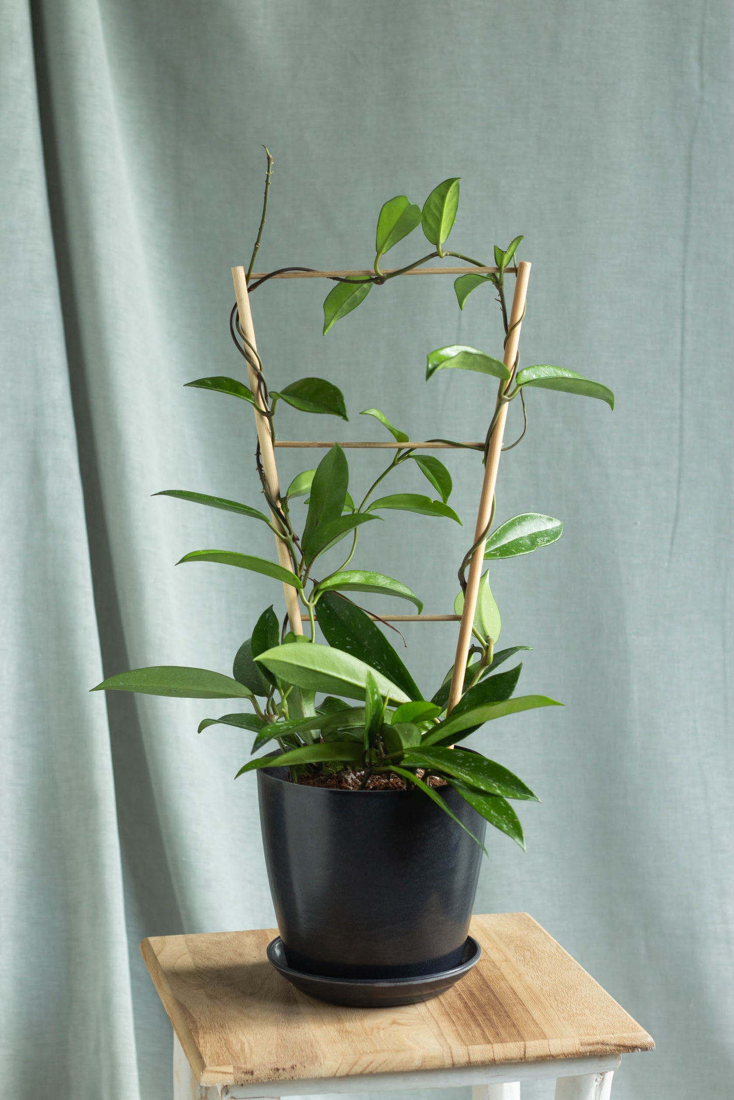 Hoya Carnosa