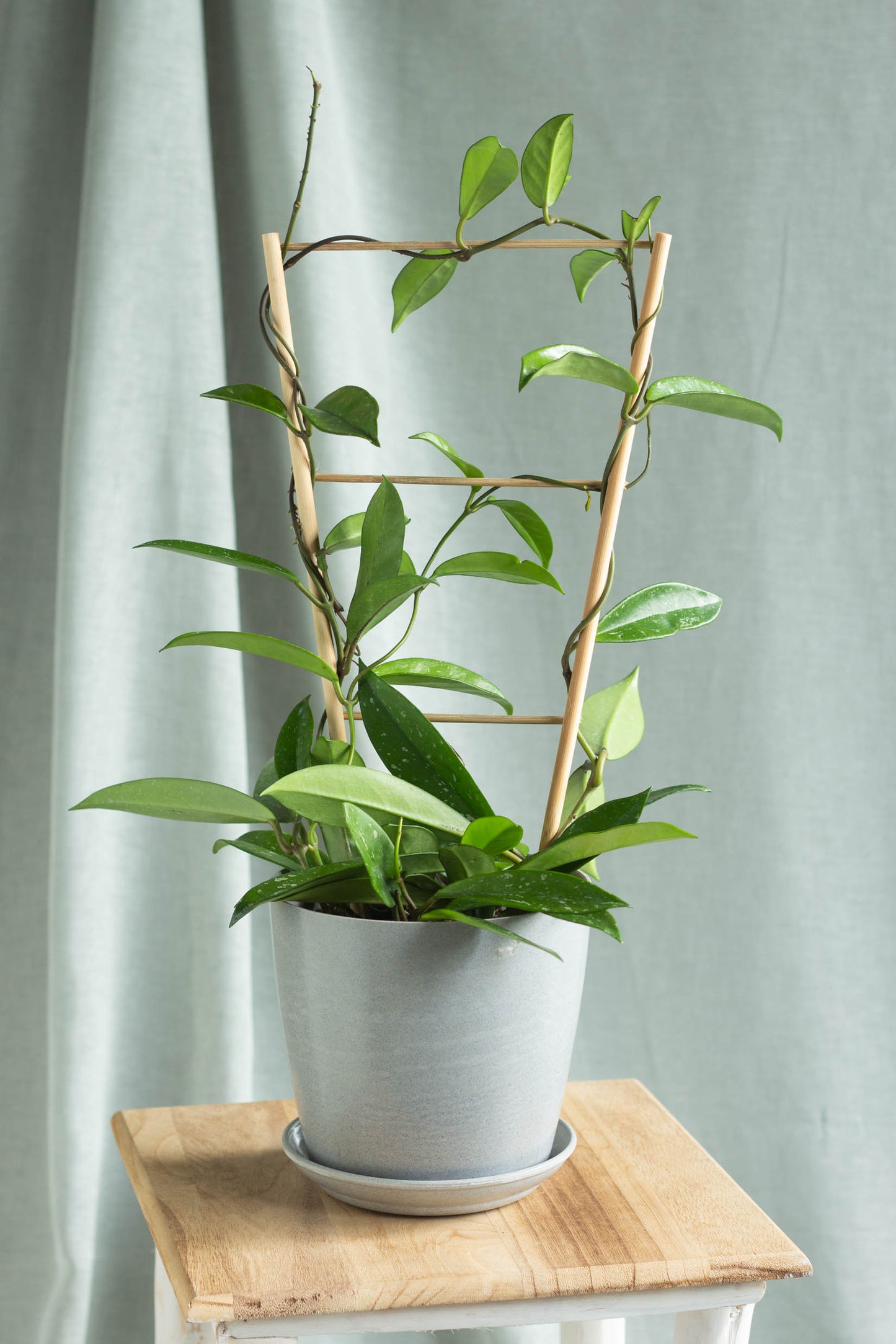 Hoya Carnosa