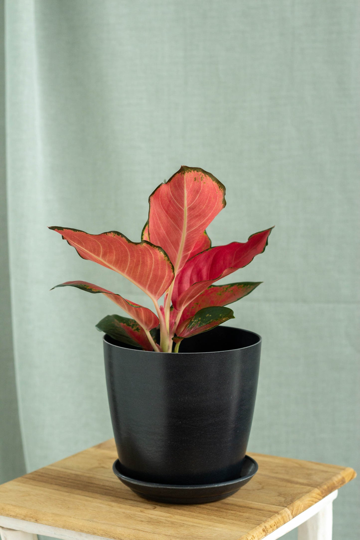 Aglaonema China Red