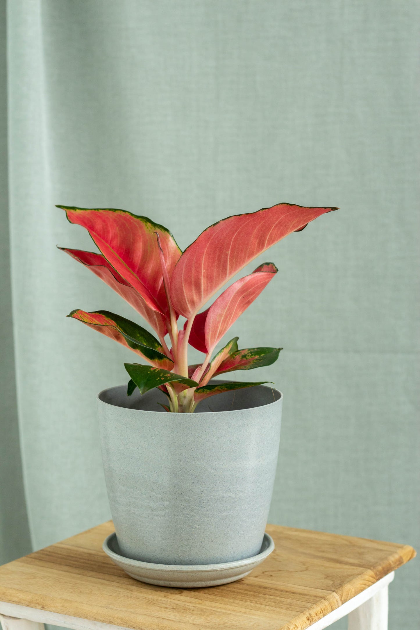 Aglaonema China Red