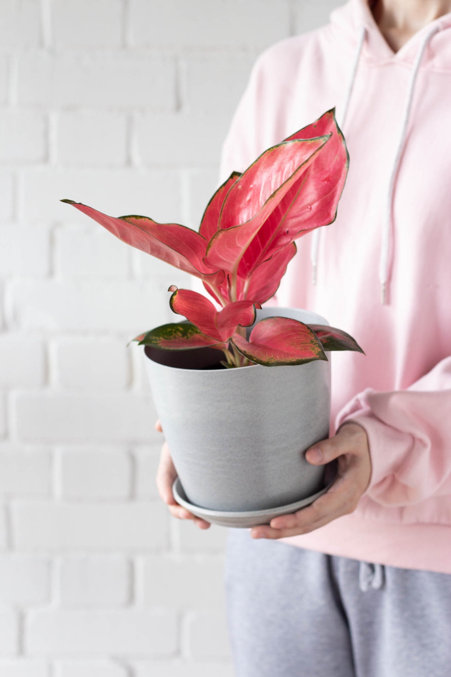 Aglaonema China Red