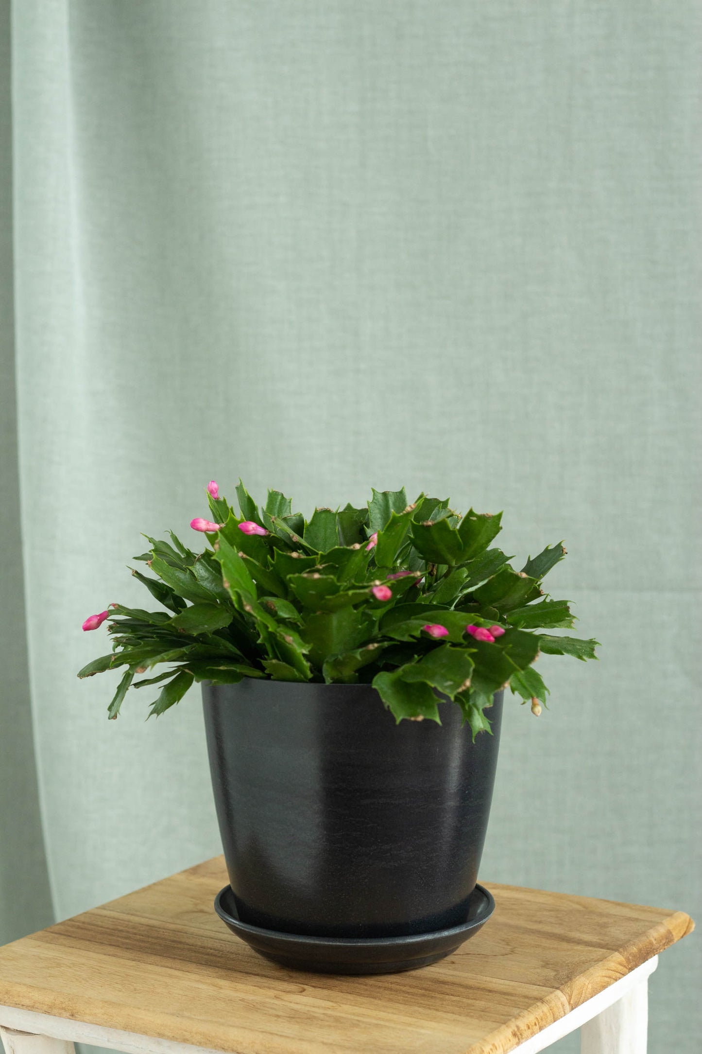 Christmas Cactus