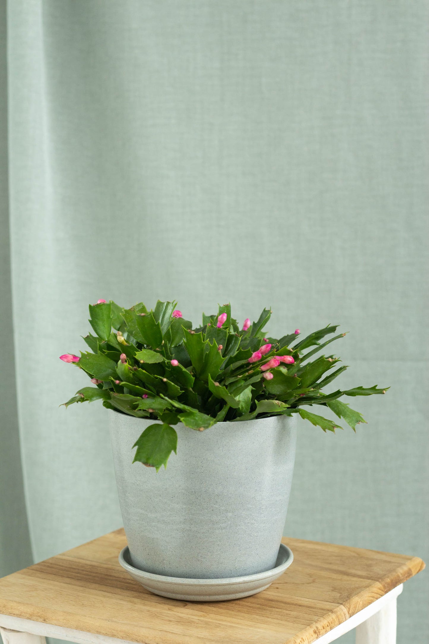 Christmas Cactus