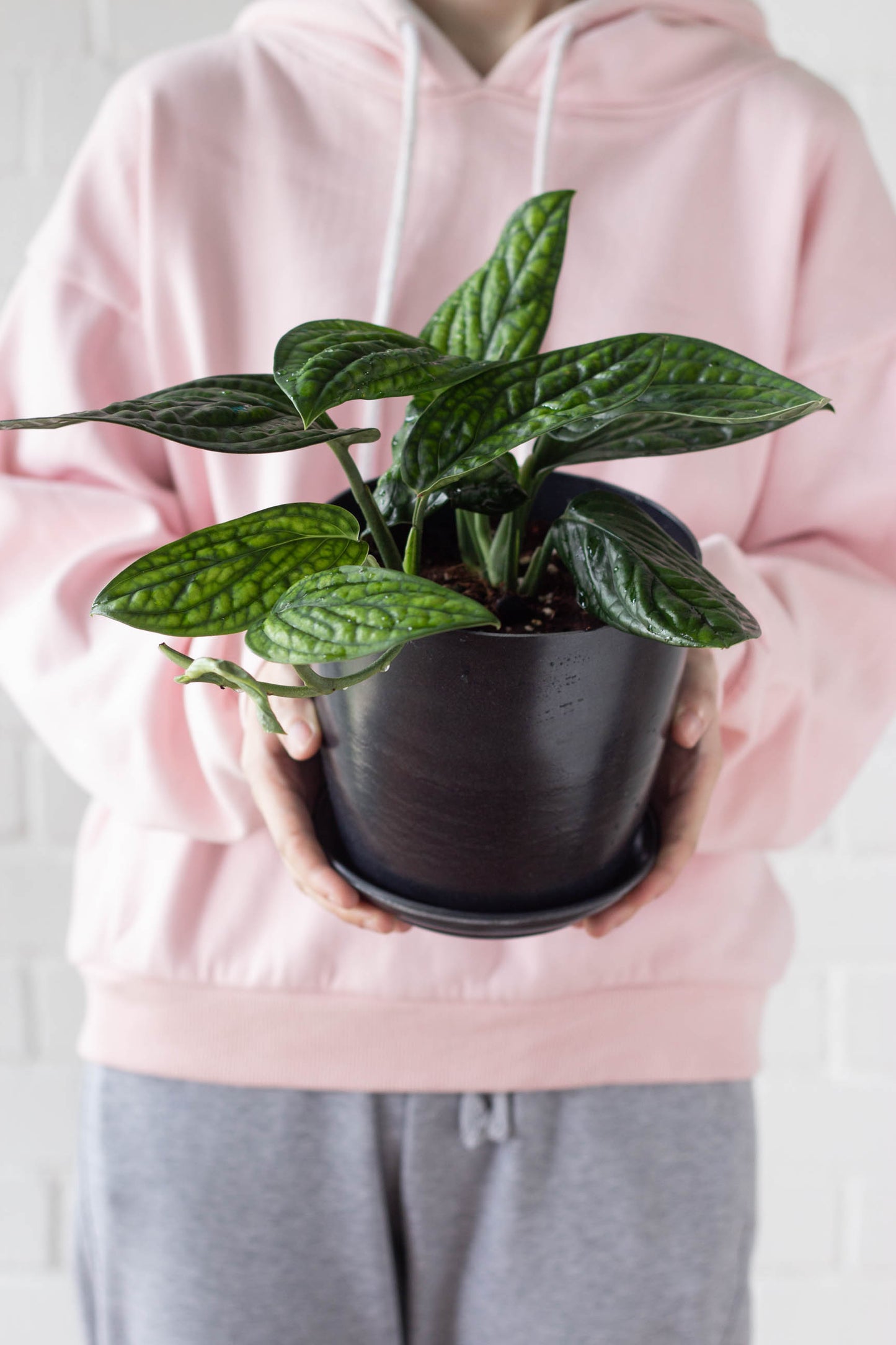 Monstera Peru