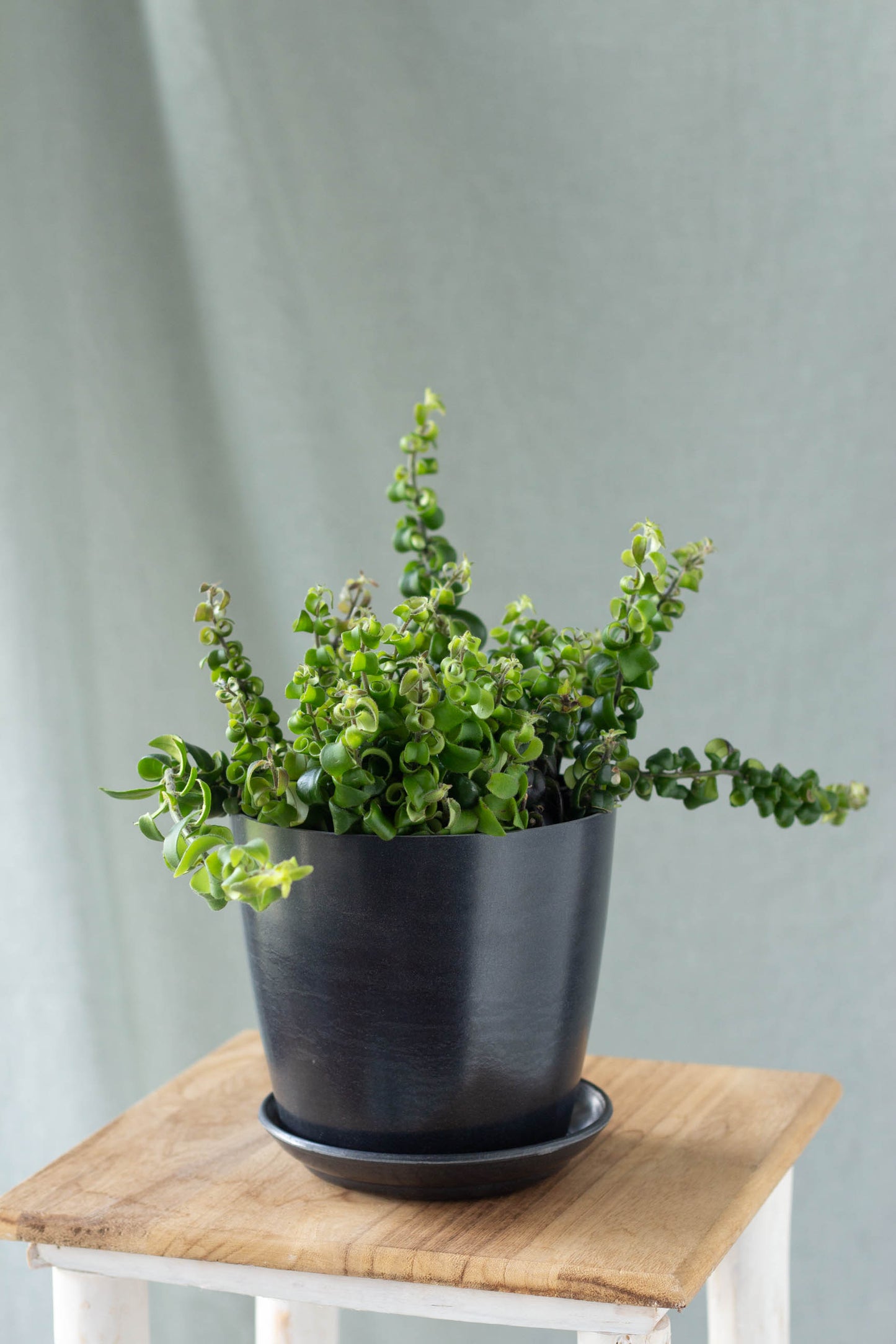 Lipstick Plant