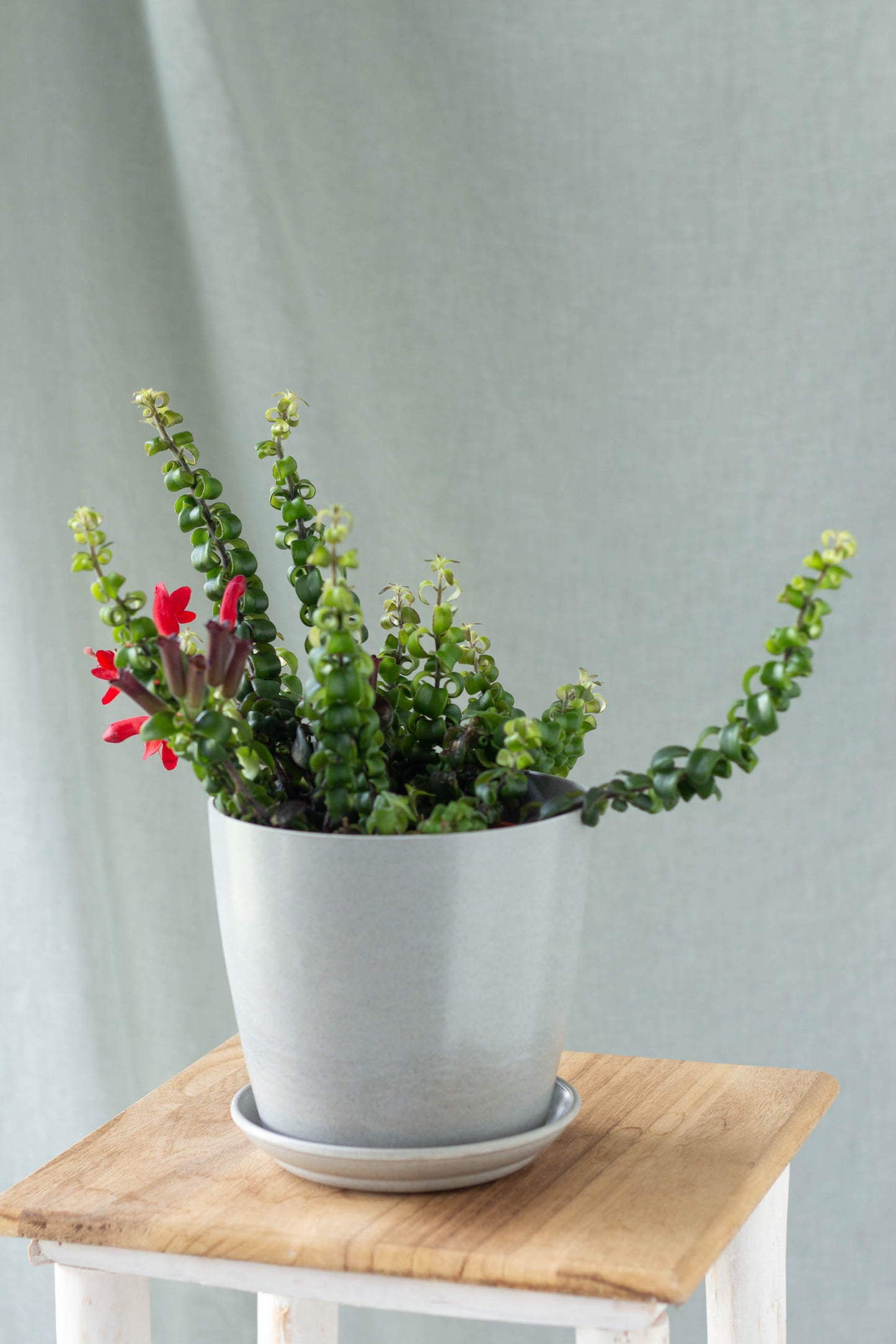 Lipstick Plant